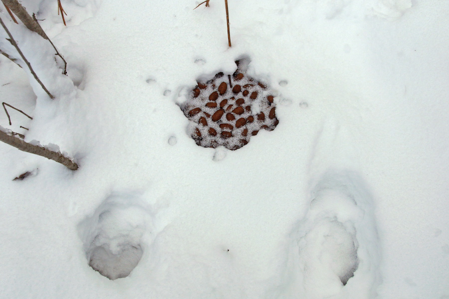 Põdra pabulad lumes