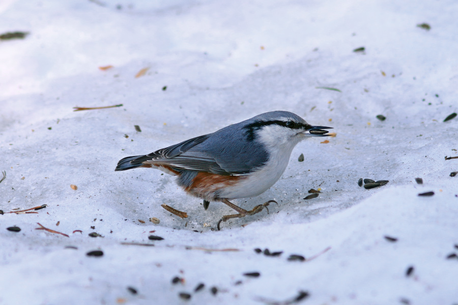 puukoristaja, päevalille seeme noka vahel