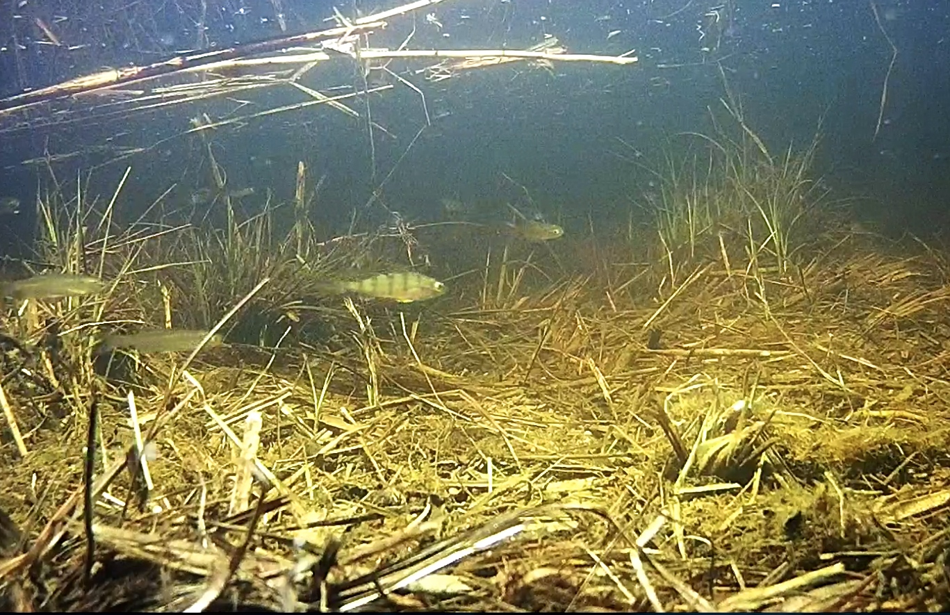 Ahven ja viidikad kalakaameras