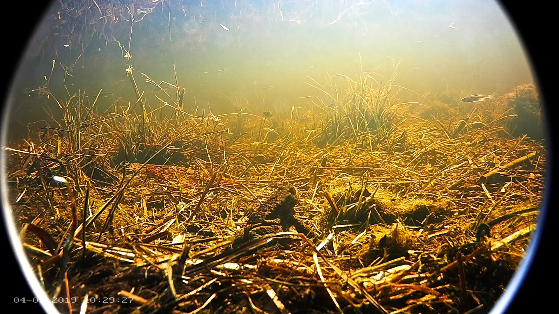 Harilik kärnkonn kalakaameras