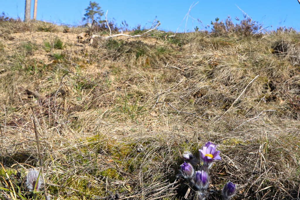 Palu-karukellad liivaseljandikul