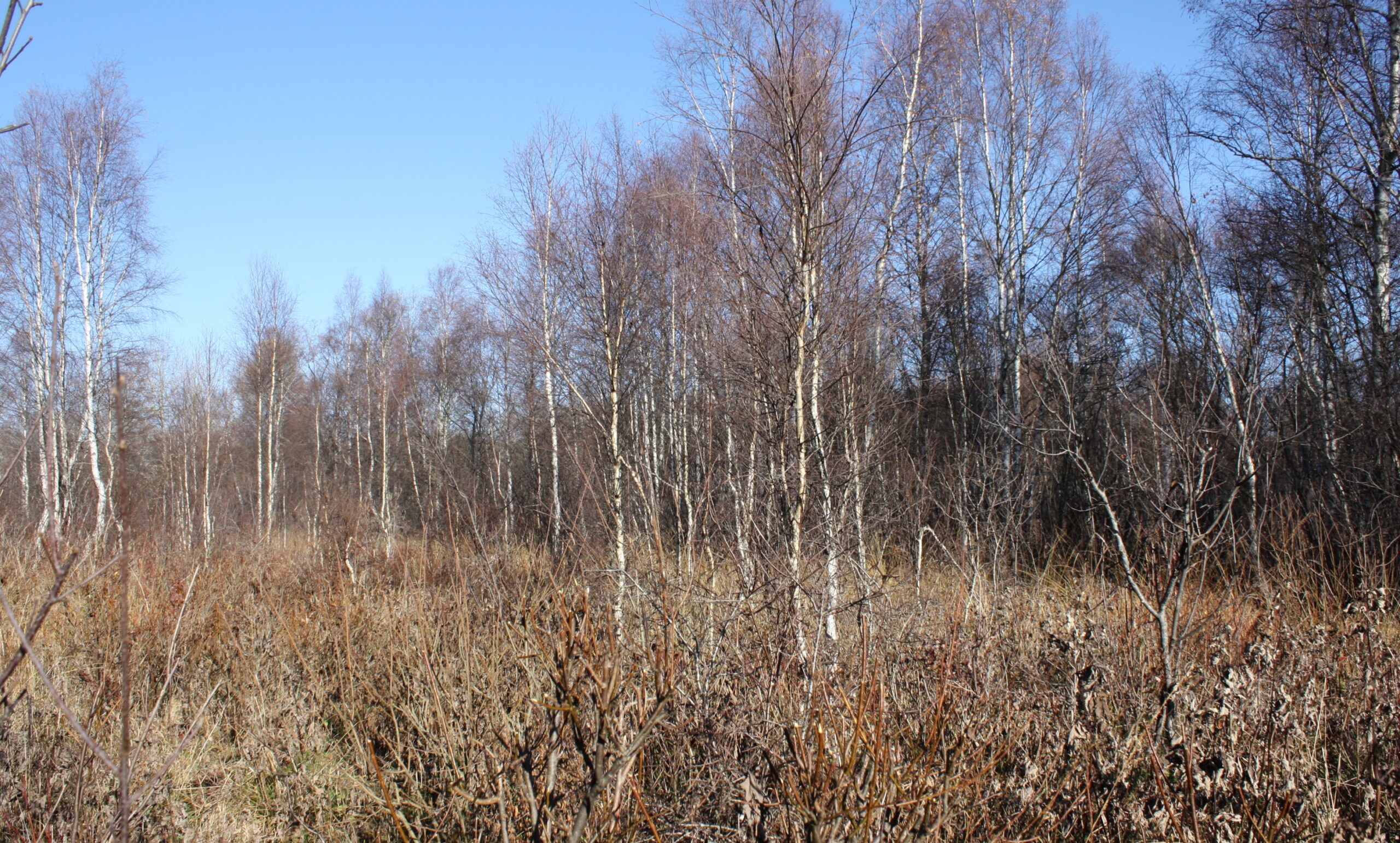 Hooldamata võsastunud niit oktoobris 2013