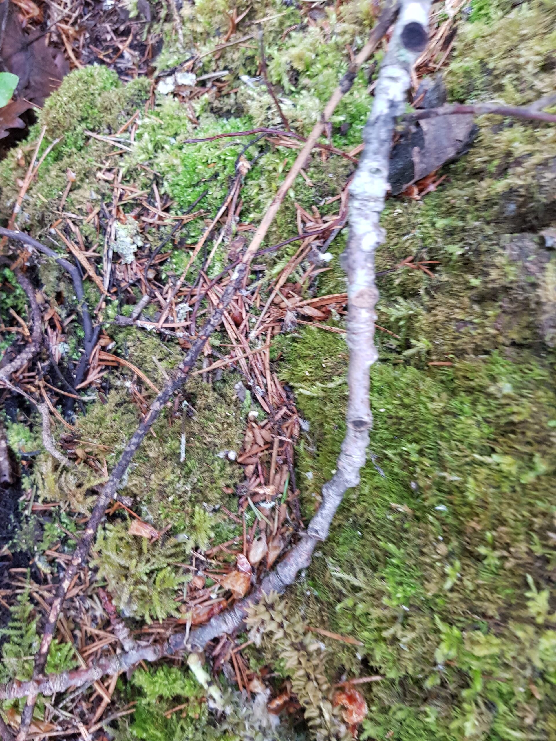 Pruunikaks tõmbunud lendorava pabulad