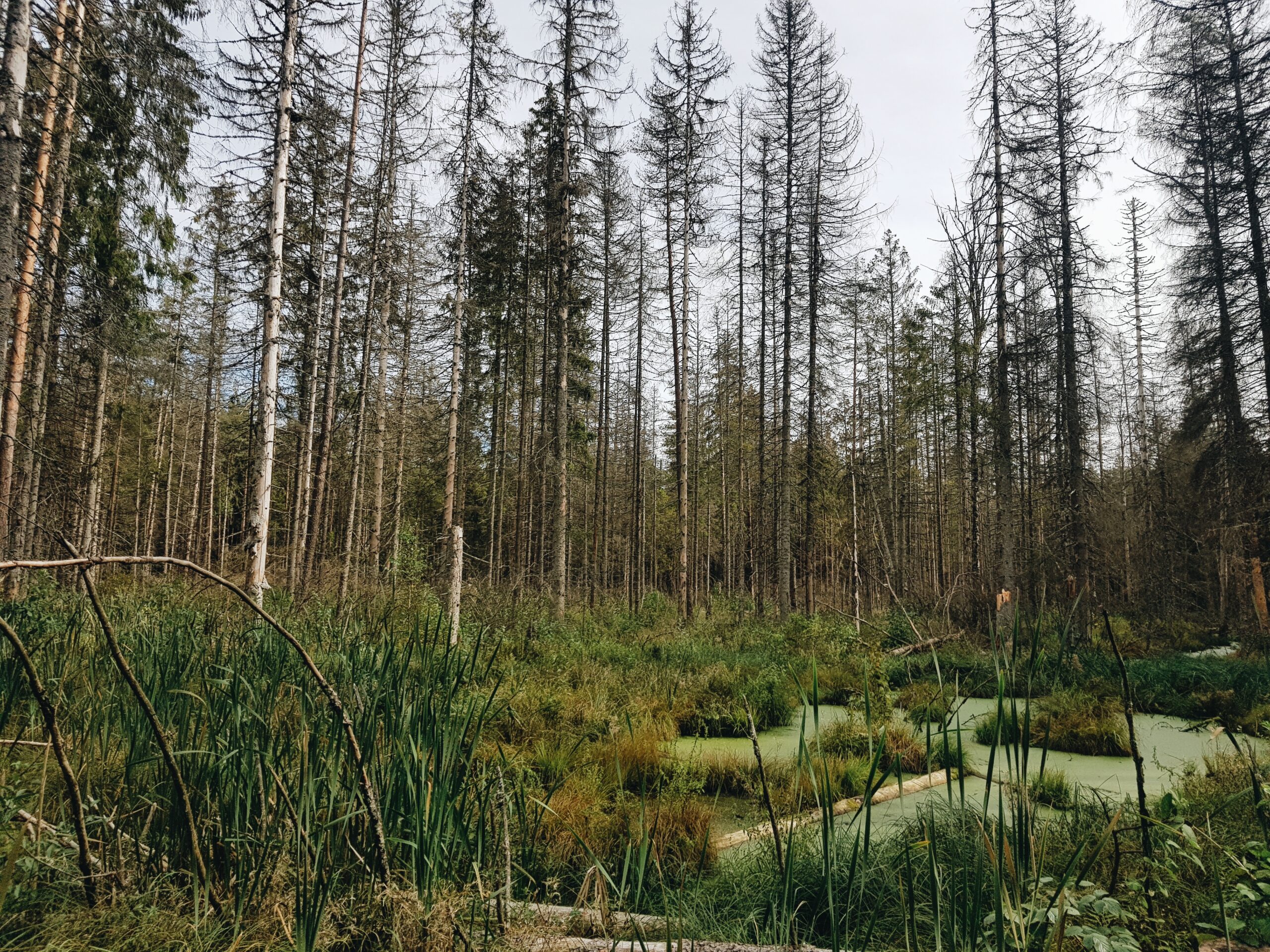 Kõdusookuusiku hääbumine endisel madalsoometsa alal