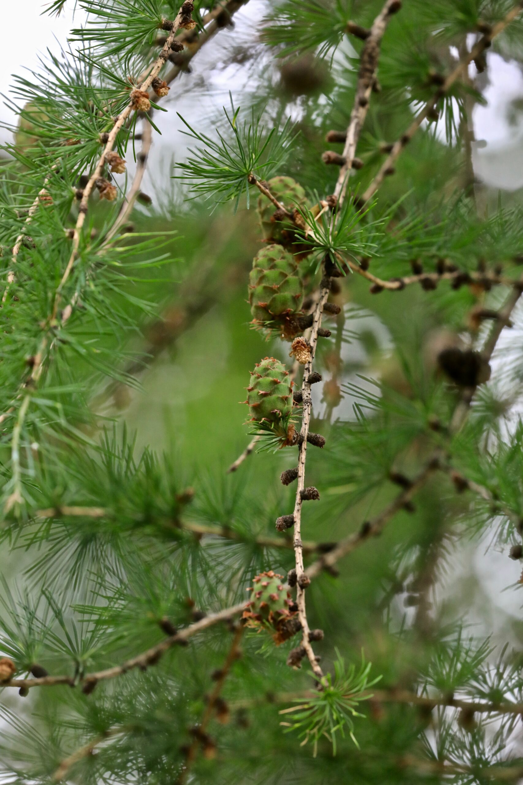 Eurojaapani lehise käbid