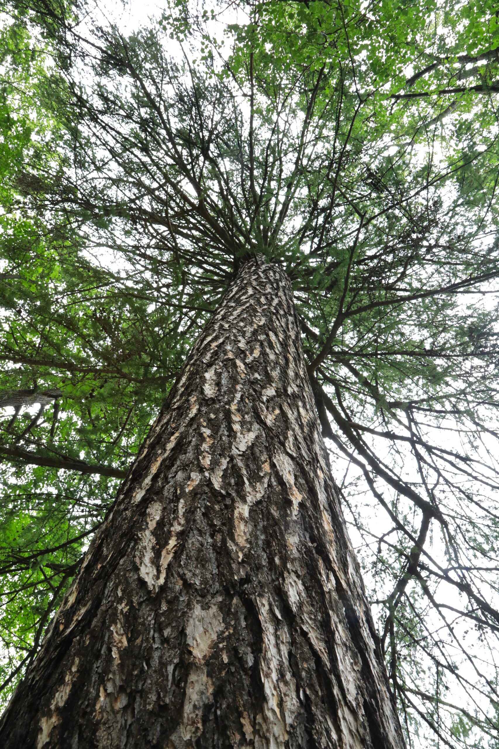 Eurojaapani lehise sirge tüvi