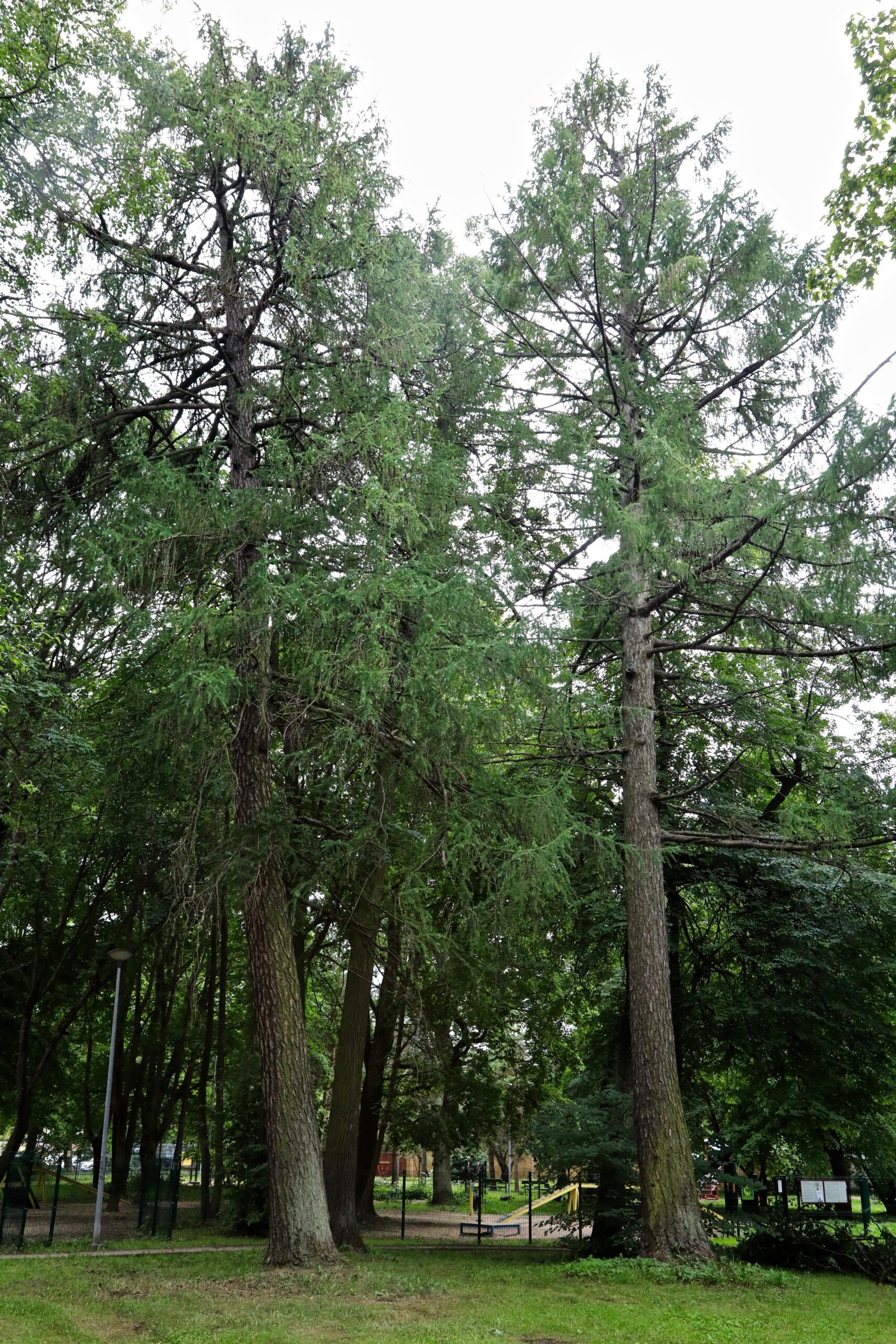 Eurojaapani lehised pargis