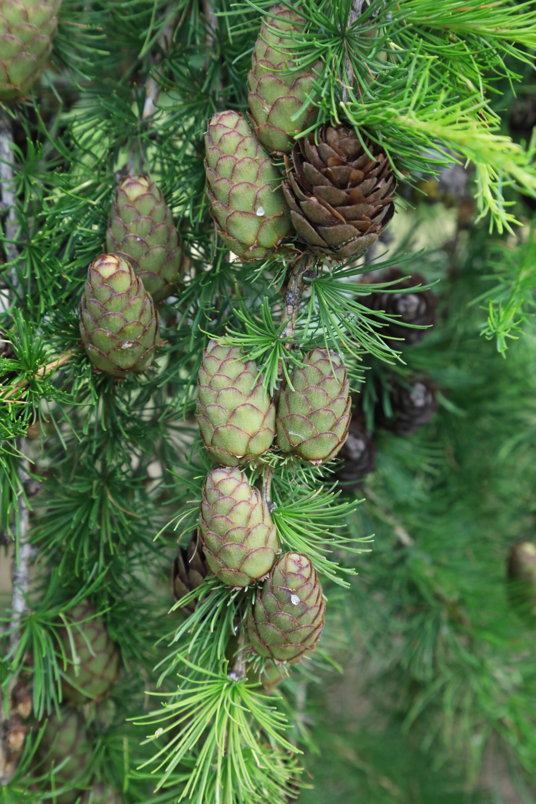 Euroopa lehise käbid