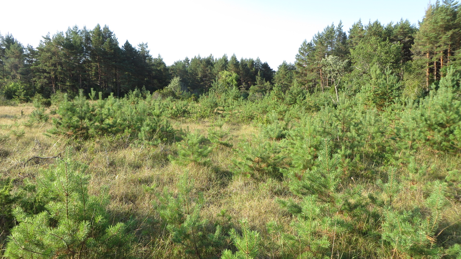 Puittaimestikuga kinni kasvav loopealne