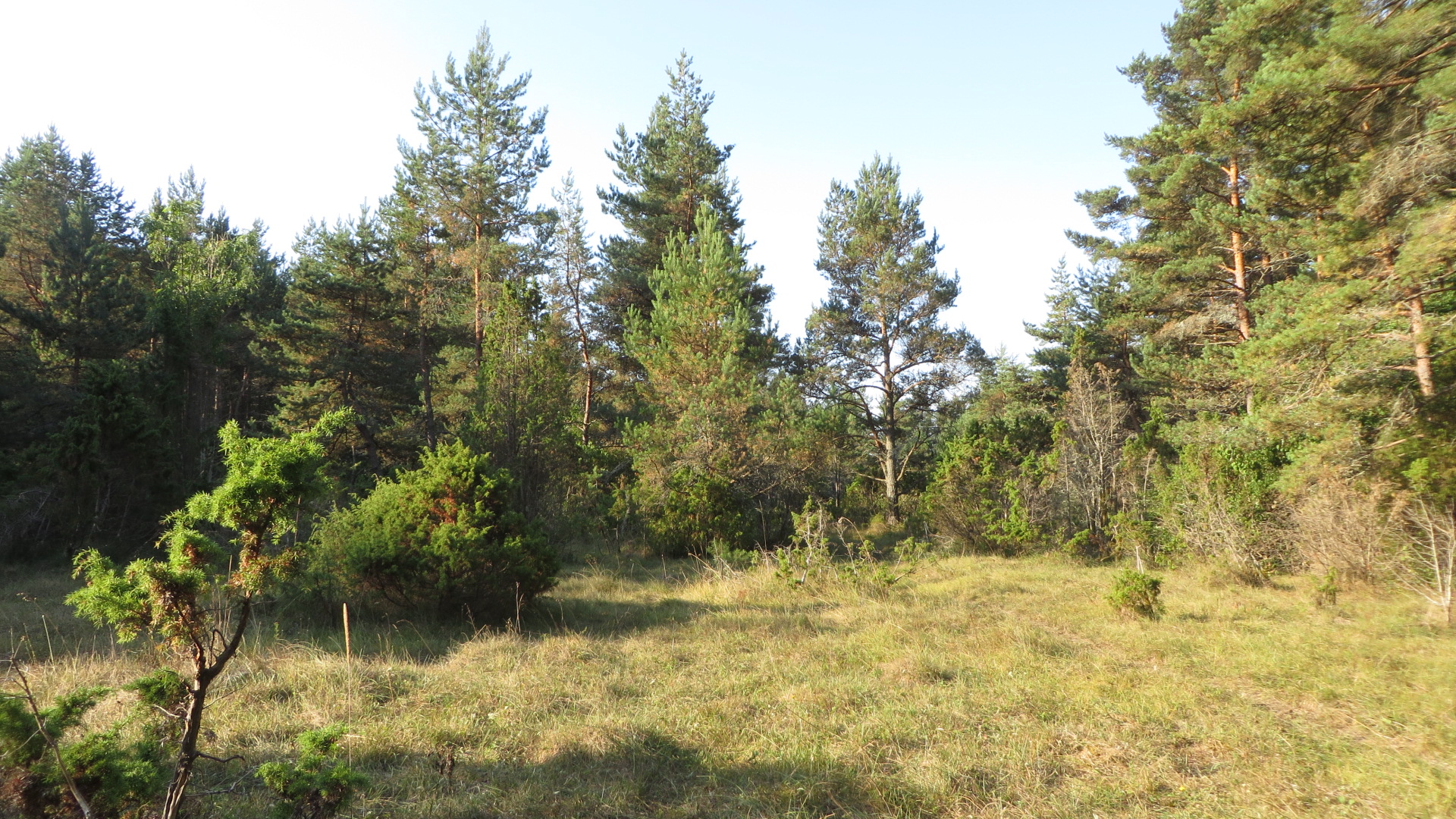 Loopealsel olevad niidulaigud ja puuderibad