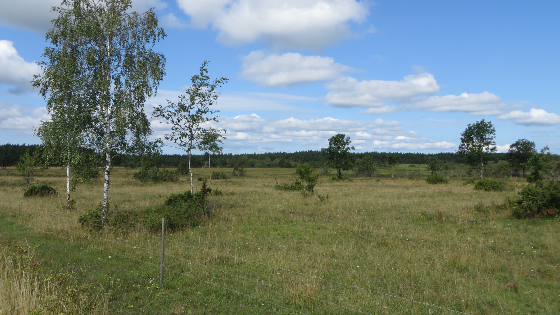 Taastatud loopealne 2019. aastal