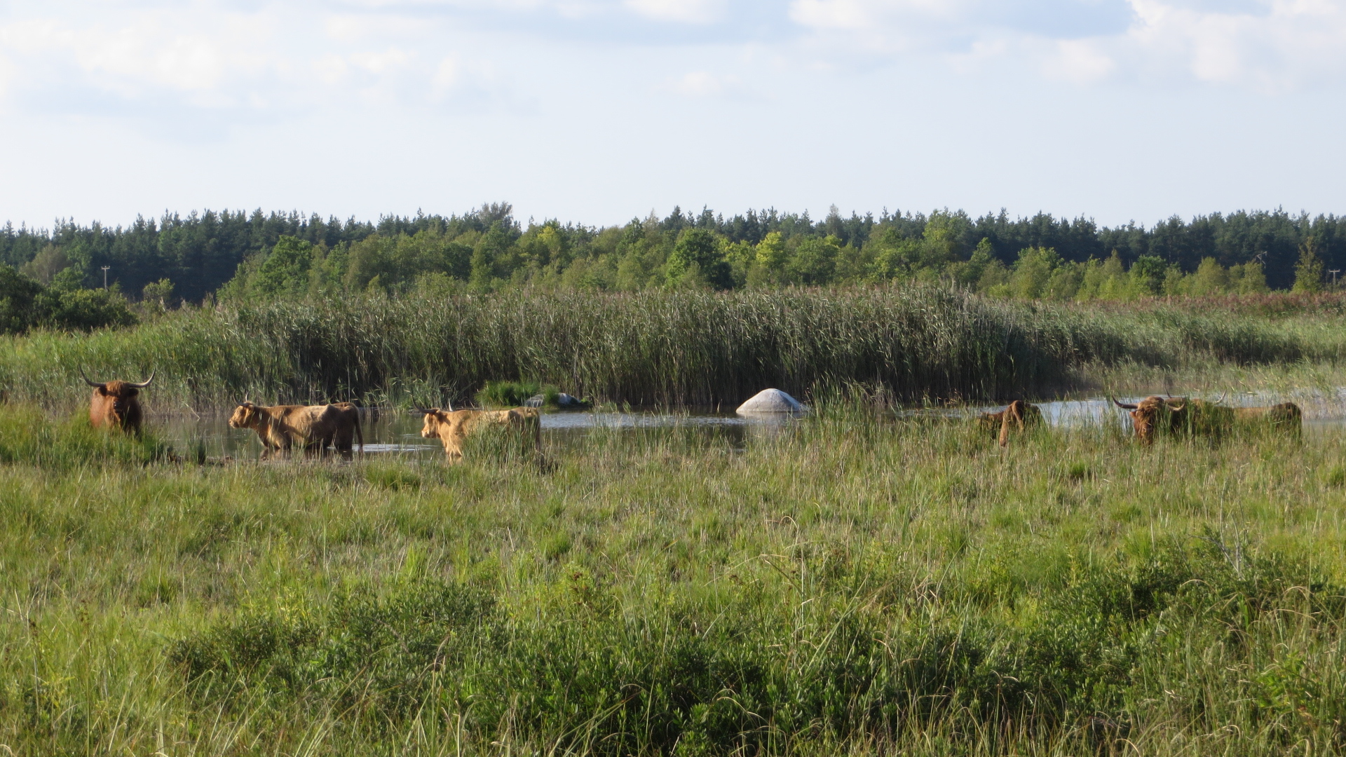 Veised jalgupidi vees