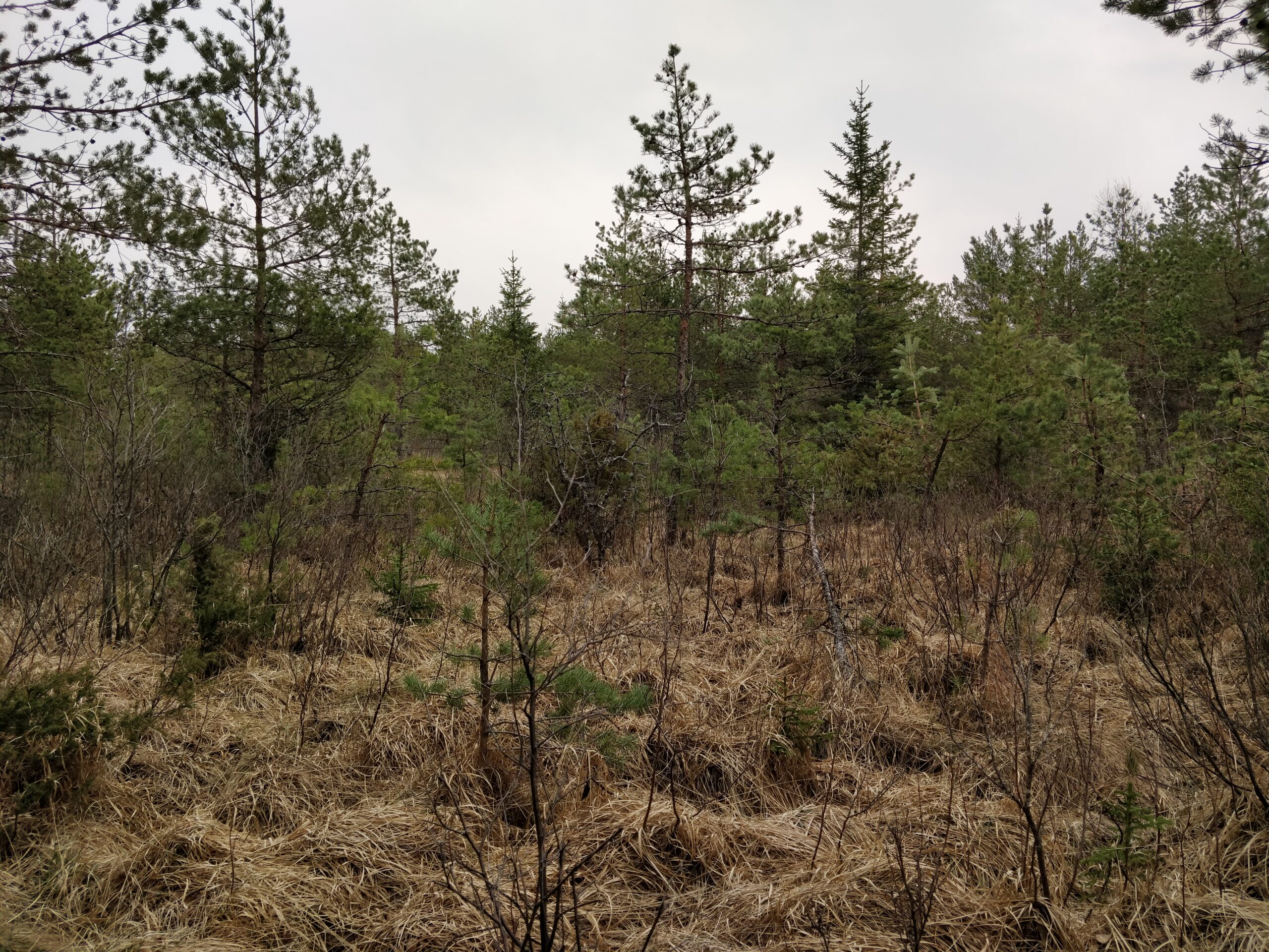 Paraspõllu madalsoo