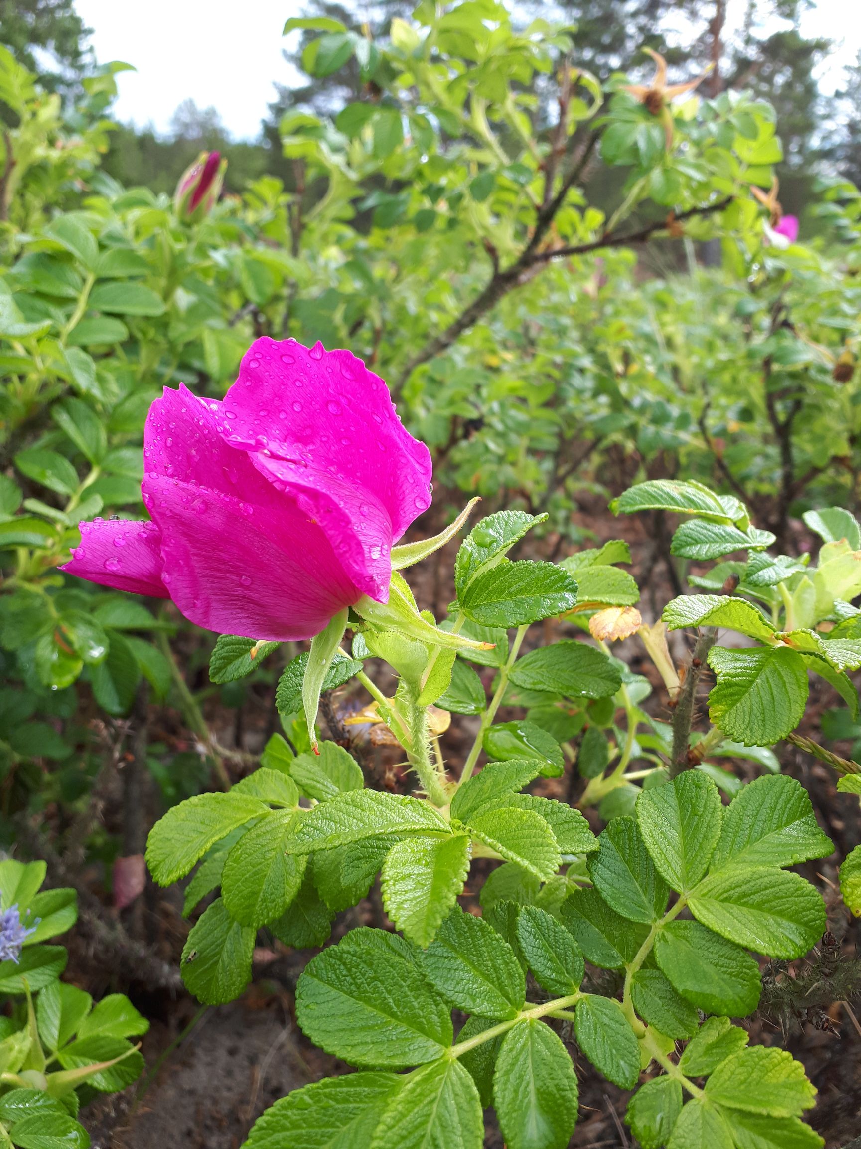 Kurdlehine kibuvitsa õis