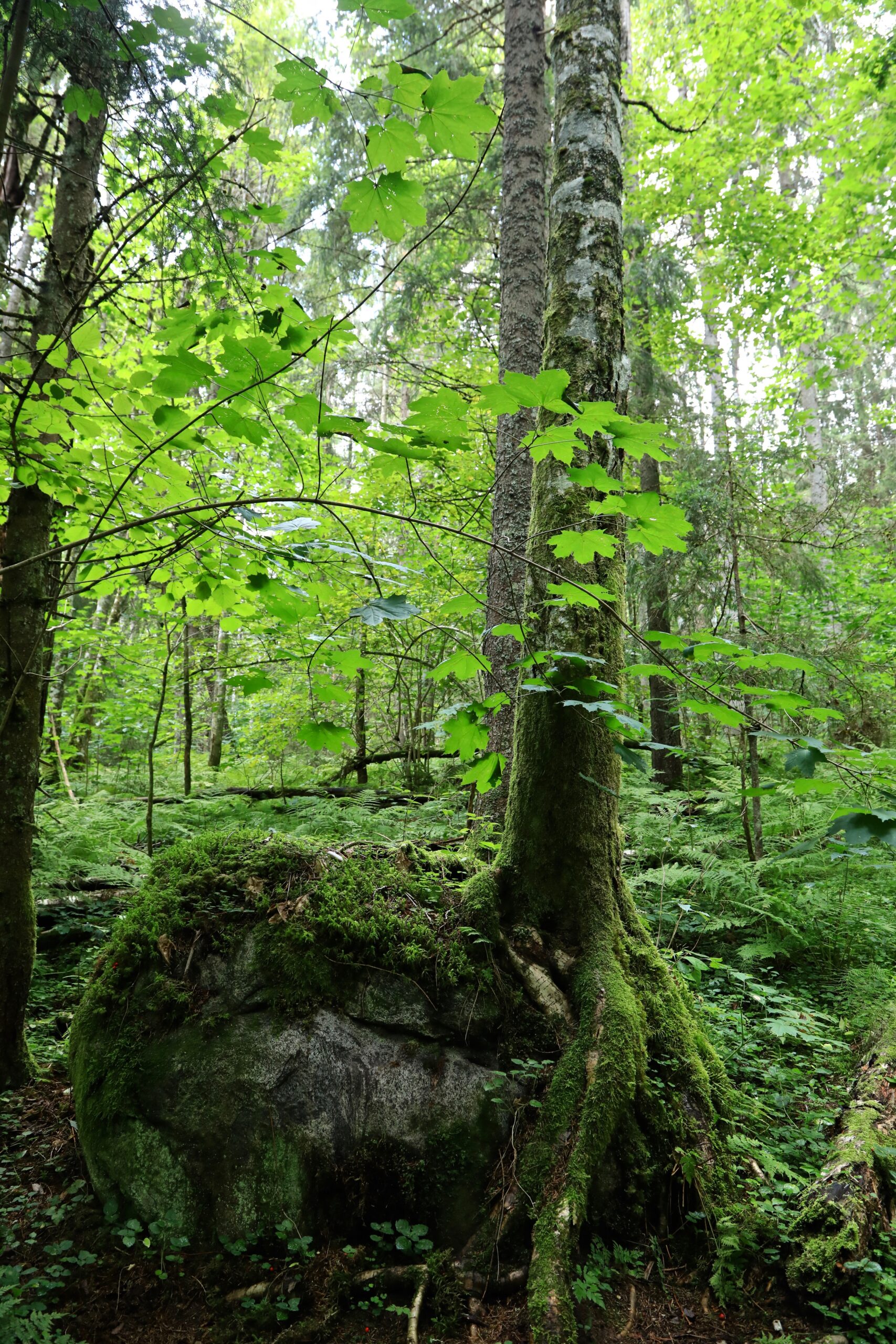 Kõrge pihlakas kasvamas kivil