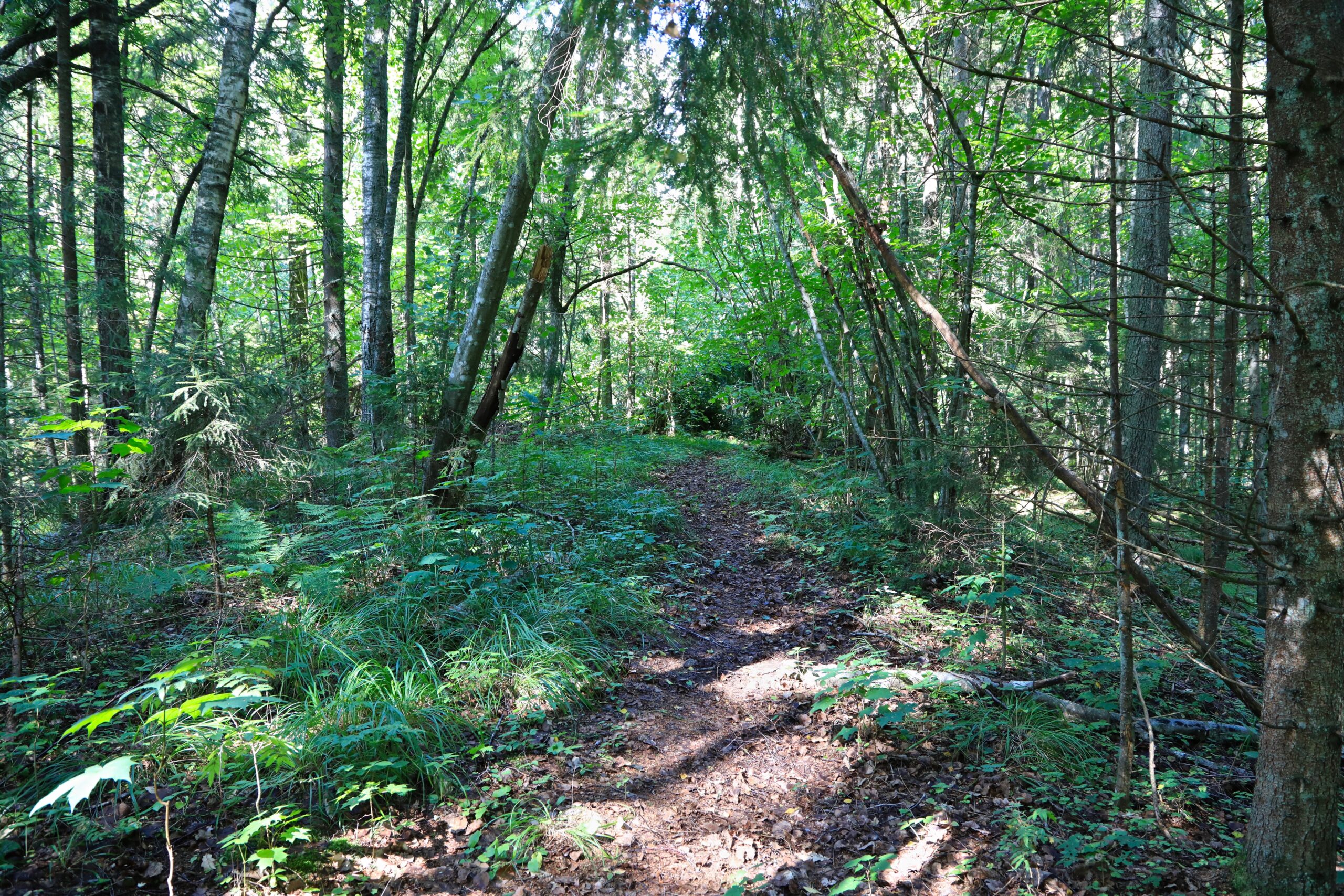 Kunagine karjatee Lilli õpperajal