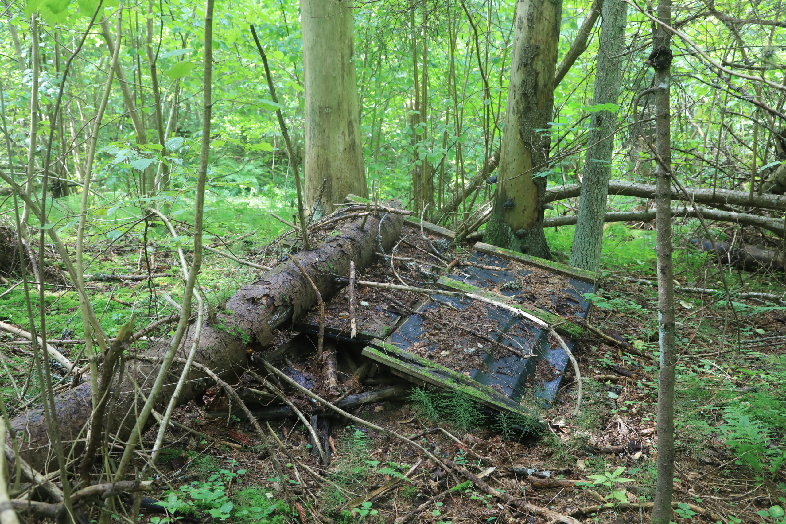 Langeva puu alla jäänud söödasõime varemed