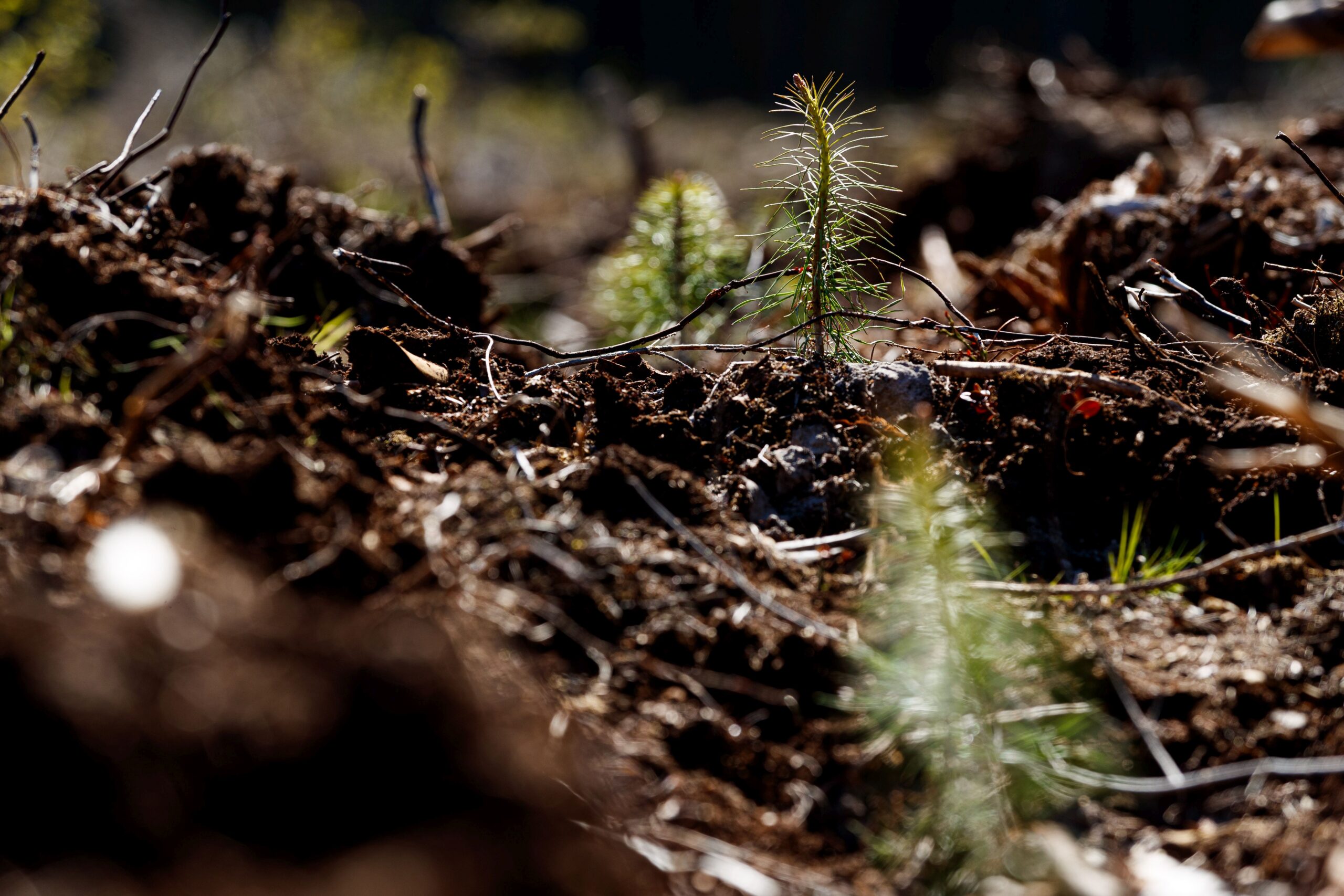 Istutatud okaspuuistikud