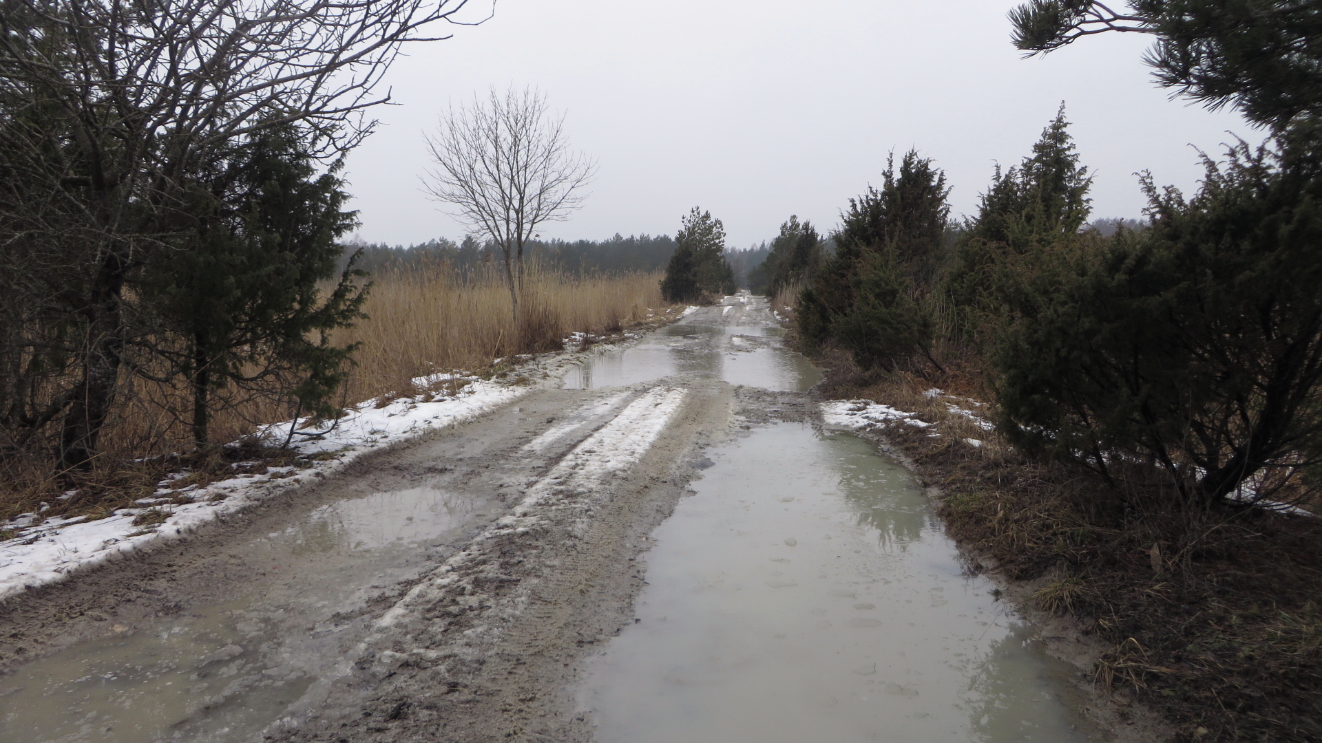 Muratsi-Suur-Tulpe tee