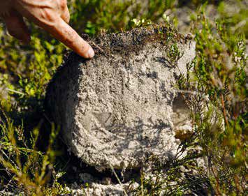 Mullaprofiililt on selgelt paista põlenud ja põlemata osa ning pärast põlengut tekkinud pinnasekiht. Mullaprofiil põlenud ja põlemata osaga ning pärast põlengut tekkinud pinnasekiht