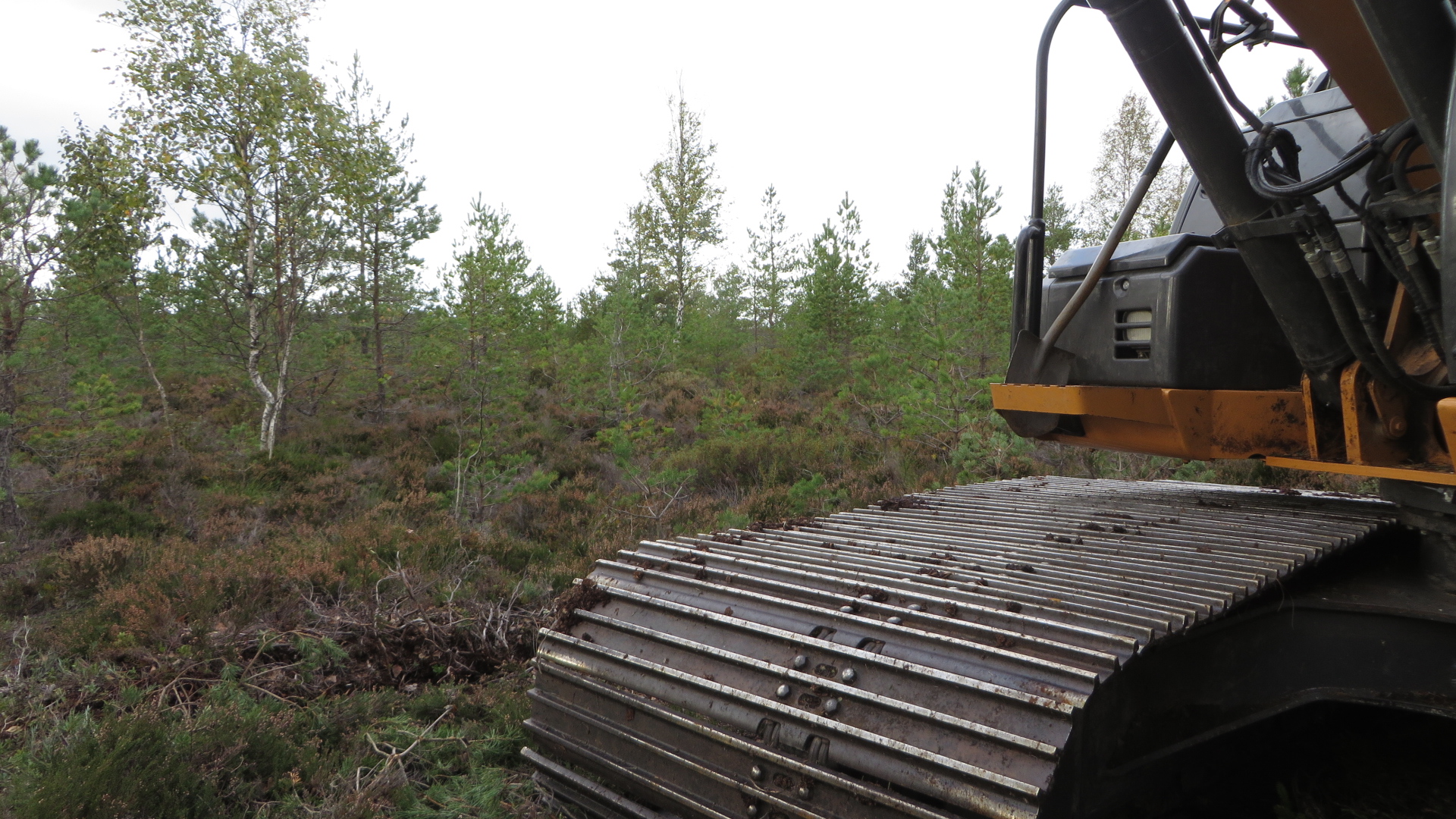 Lai roomik turbasel pinnal