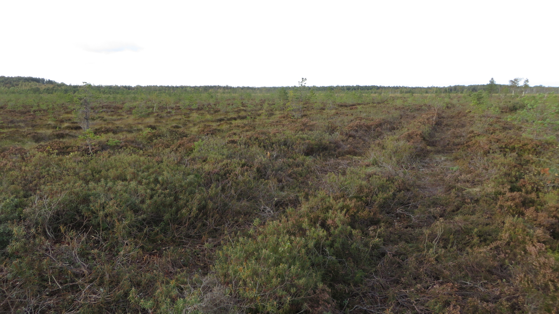 Raadatud ala laia roomiku jäljega