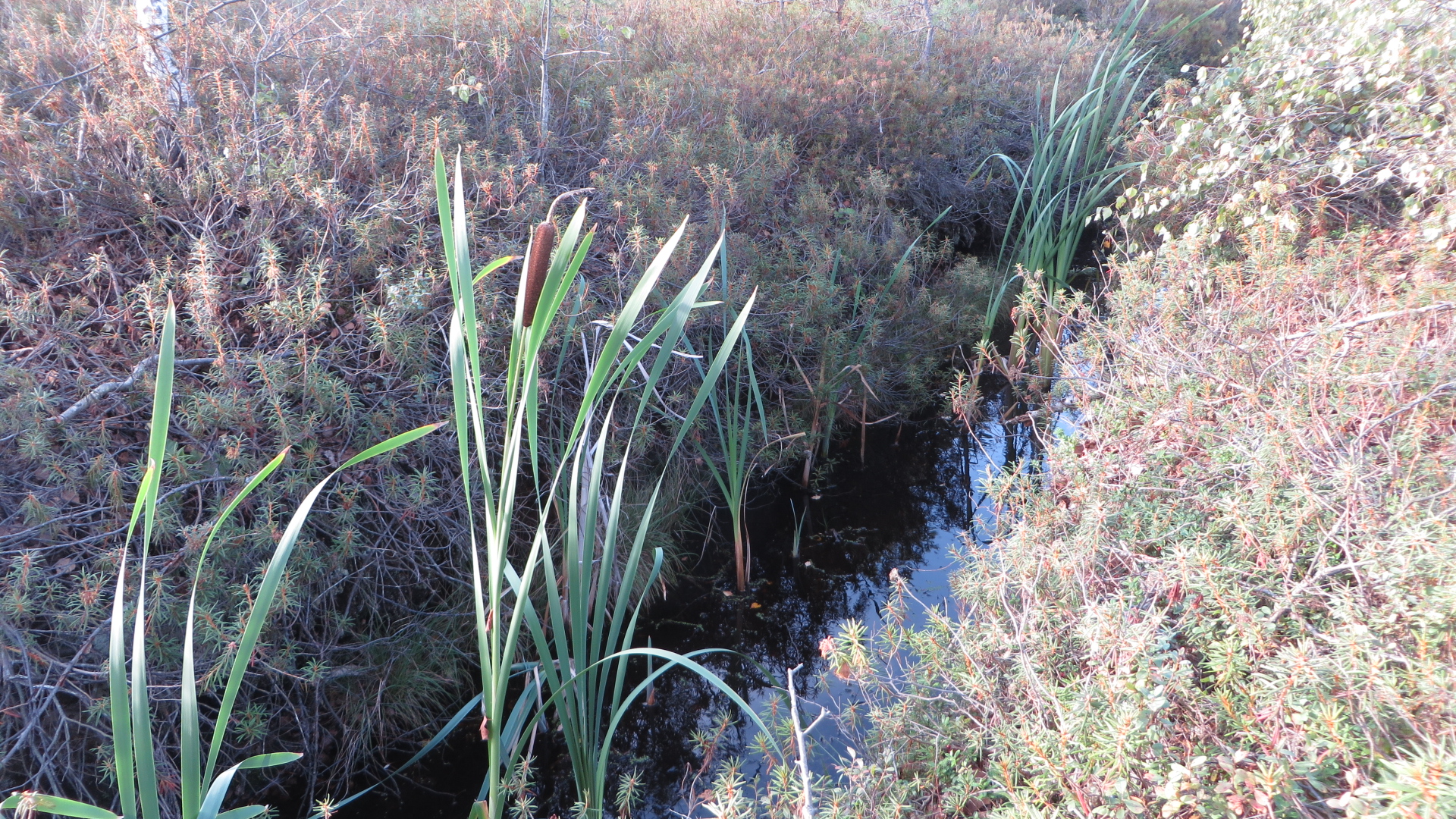 Sulgemisele minev kraav