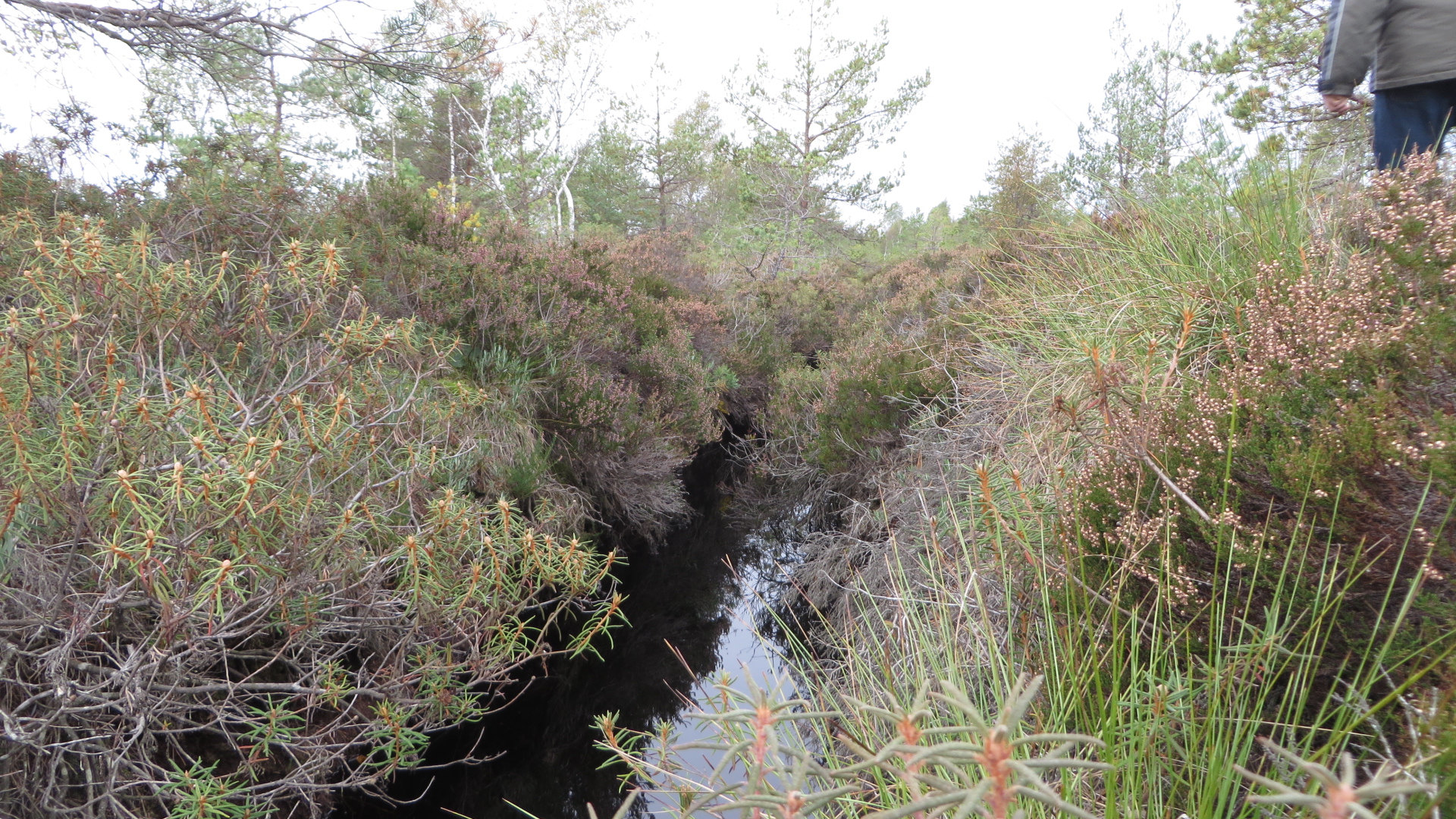 Sulgemisele minev kraav