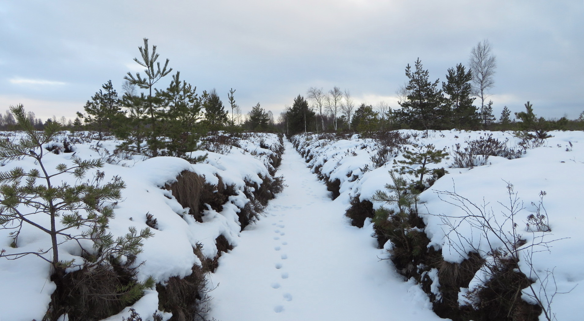 Lumikatte all kuivenduskraav, lumel näha noore hundi jäljerida