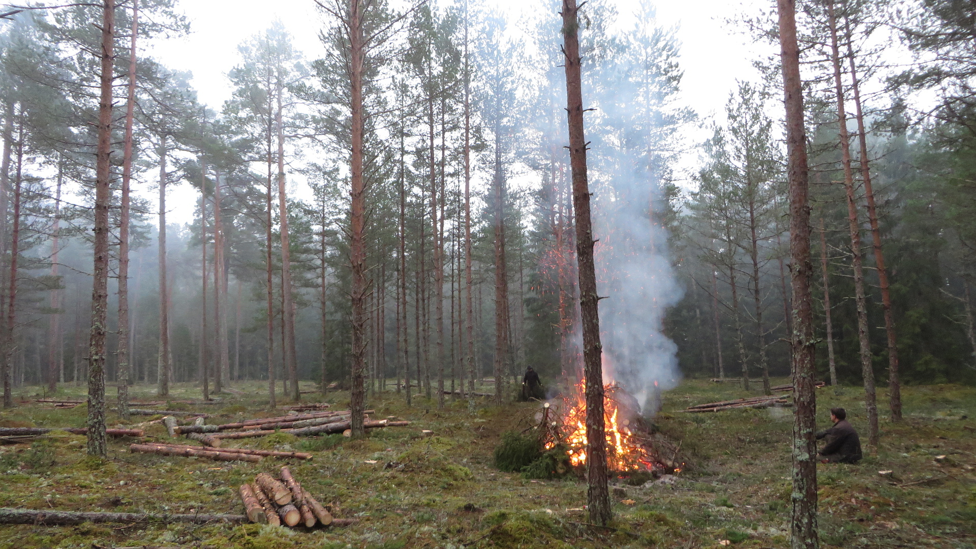 Kultuuripuistu harvendustööd 2018. aasta novembris