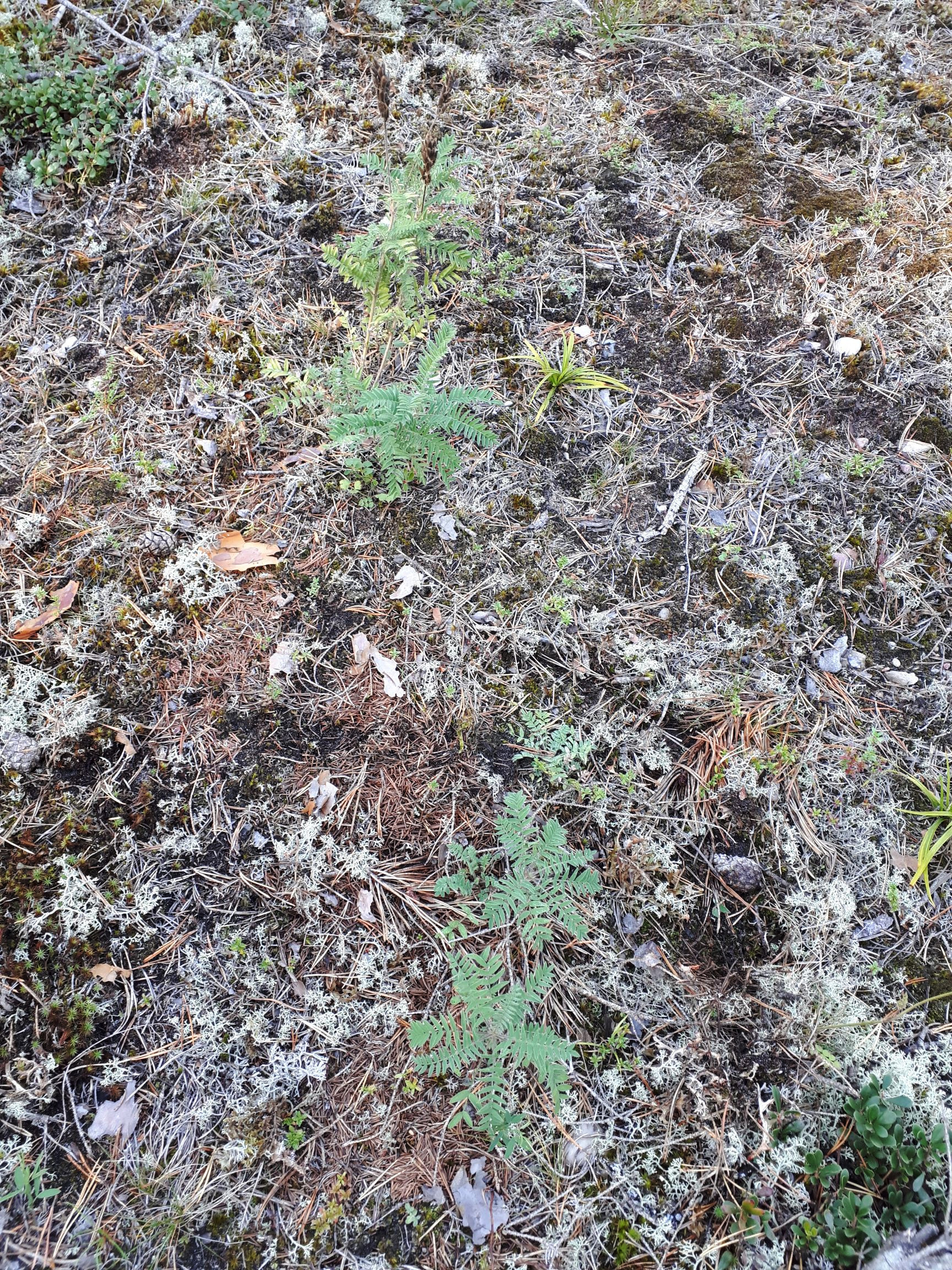 Noored lippherne taimed