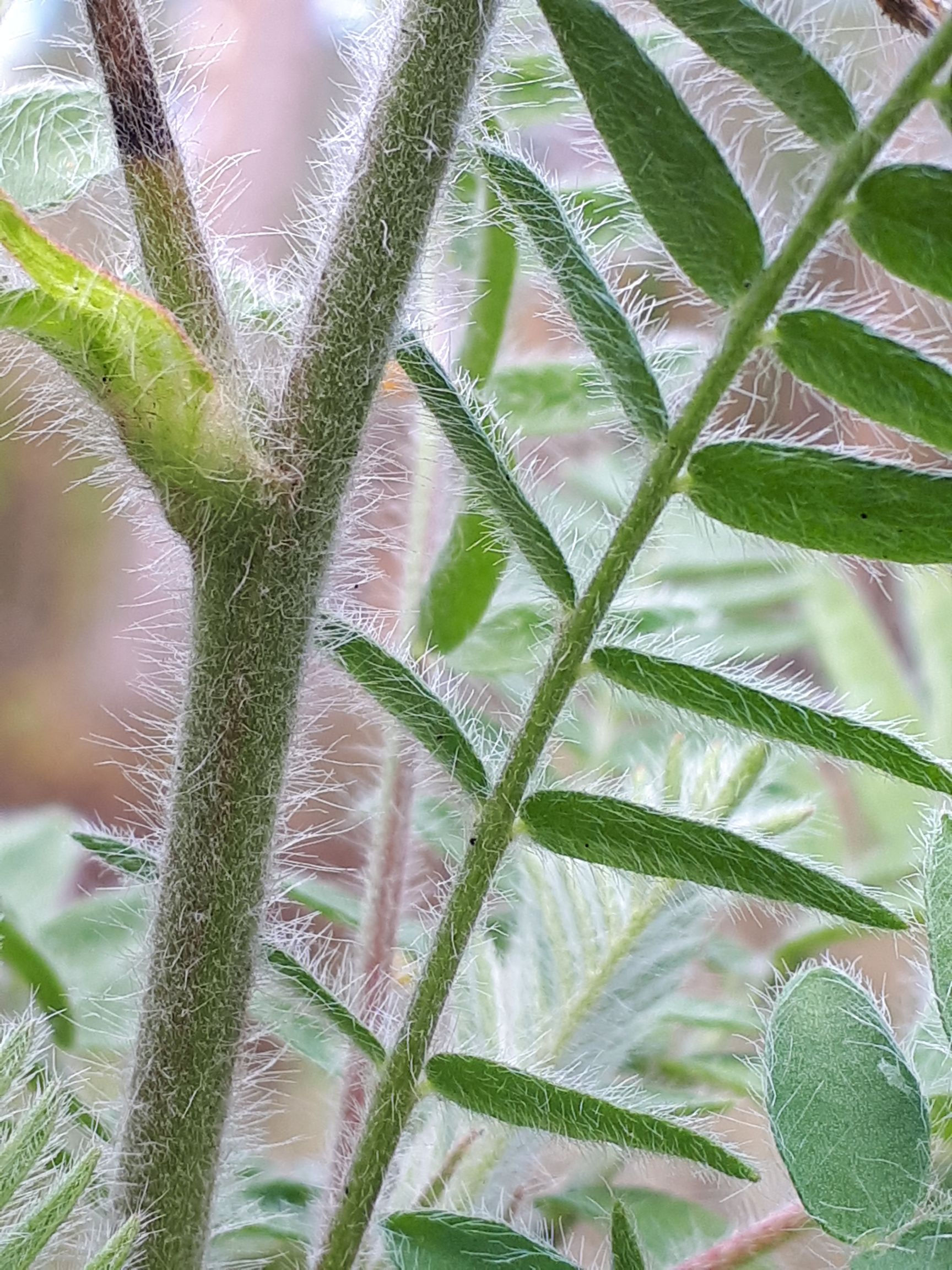 Lippherne lehed, vars ja kaunad