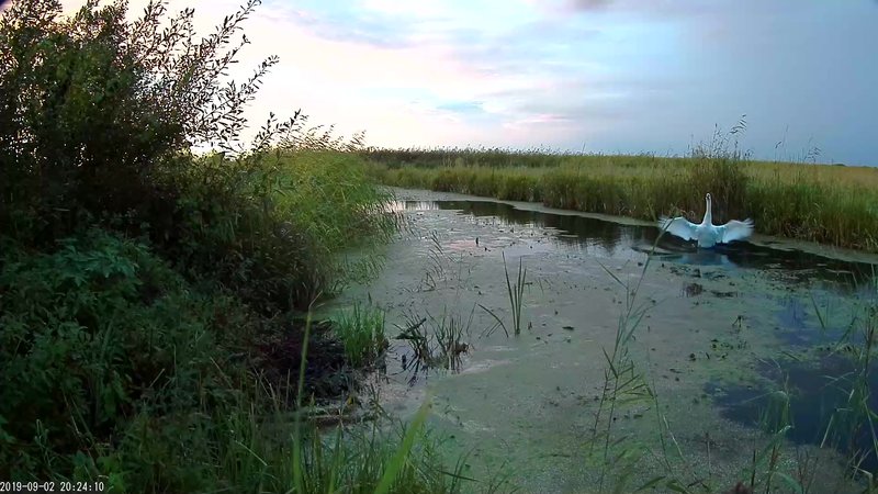 Kühmnokk-luik jões