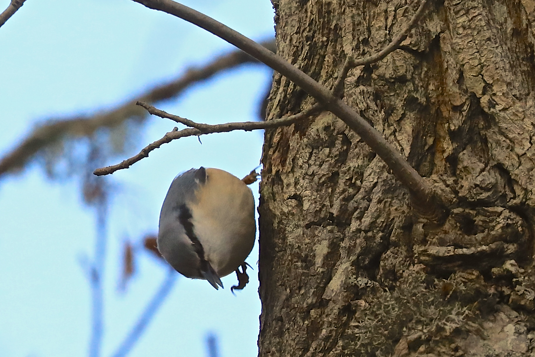 Puukoristaja puul eestvaates
