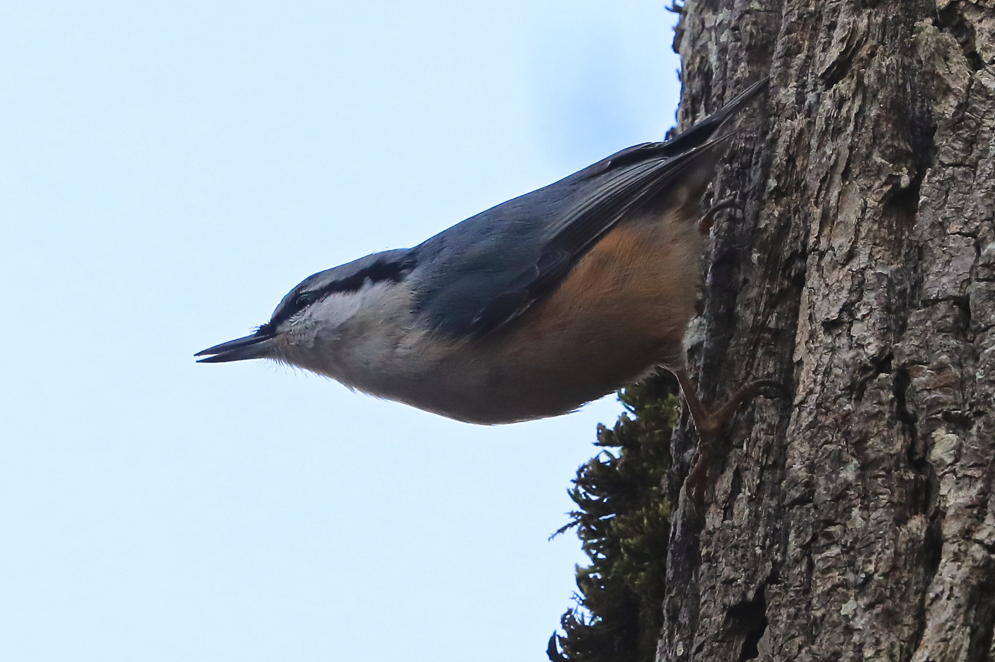 Puukoristaja puul külgvaates