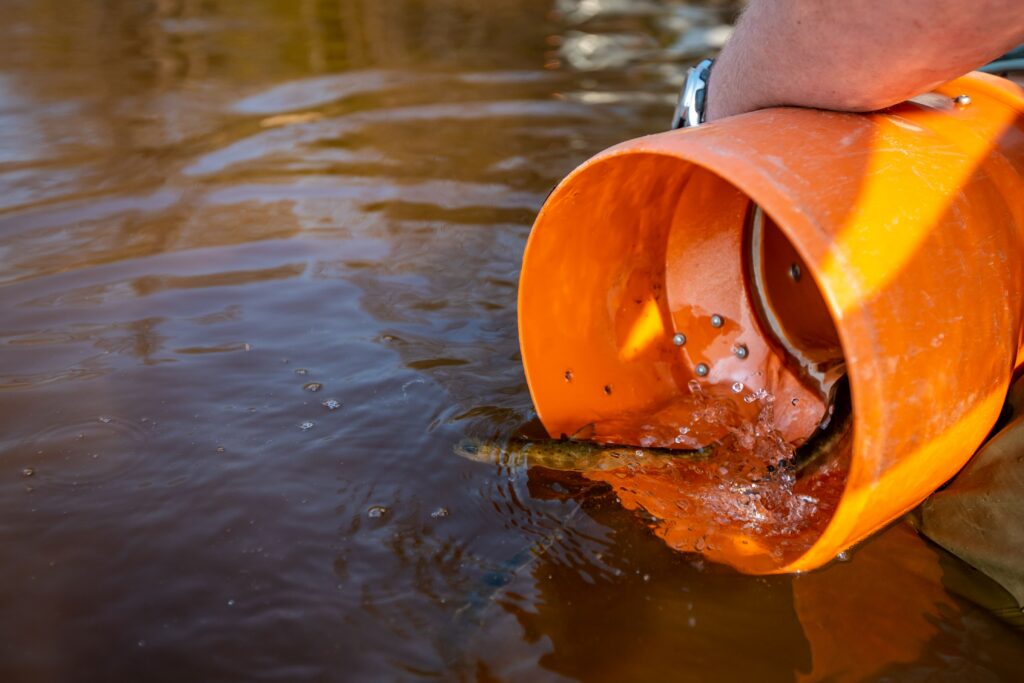 Noorkalade vettelaskmine