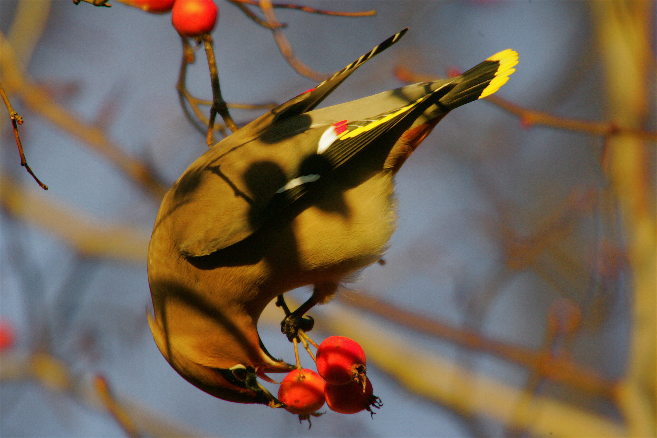 Siidisaba marju nokkimas