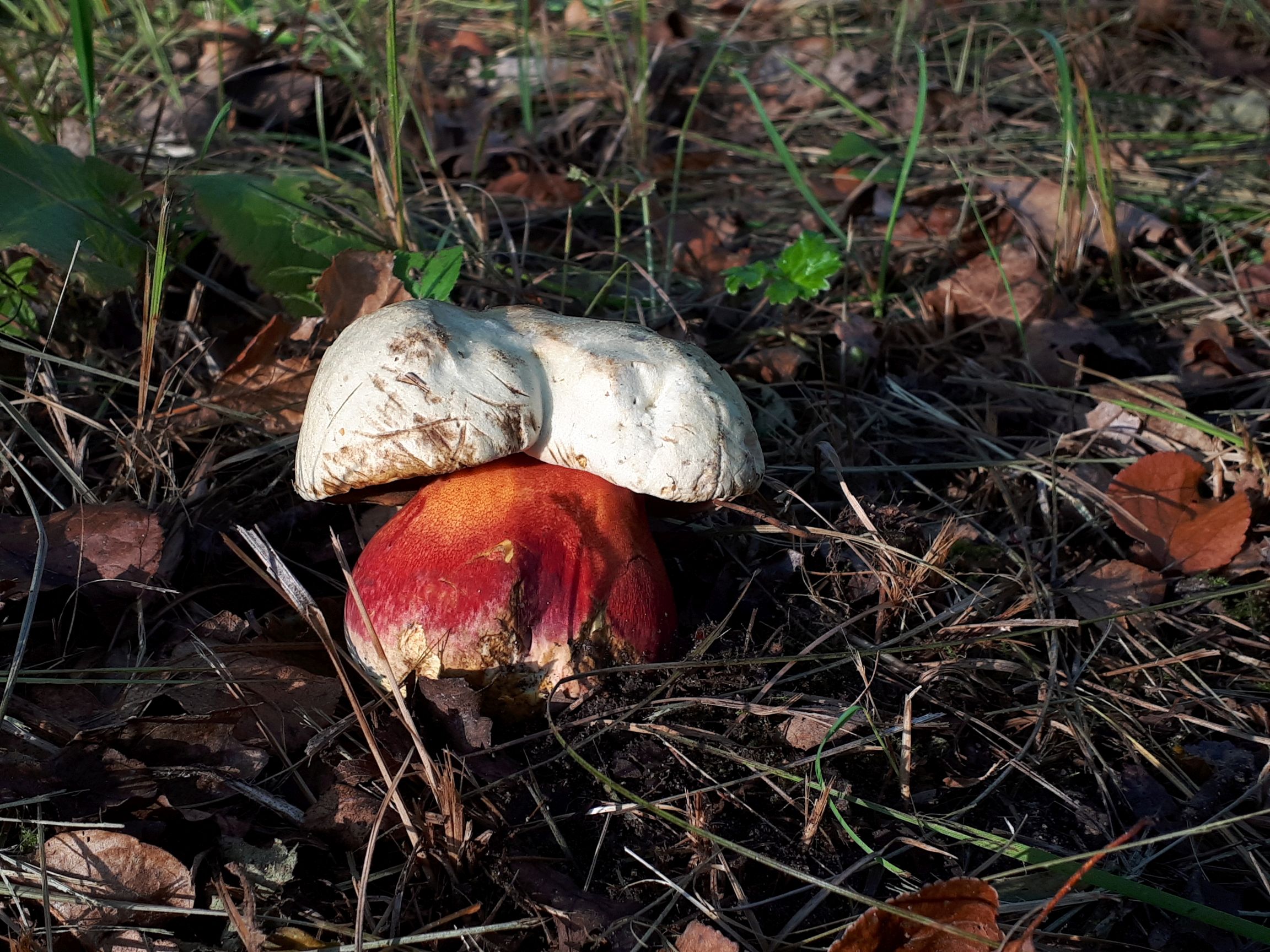 Saatana kivipuravik (Boletus satanas)