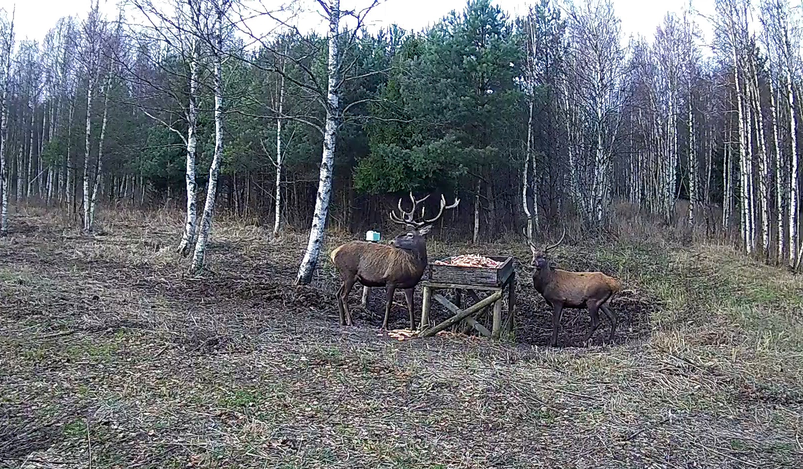 Kaks hirve söödaplatsil