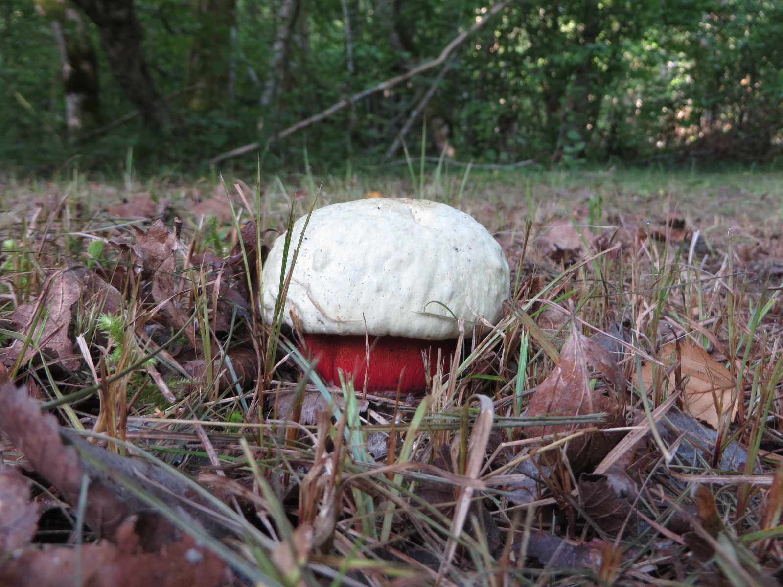 Saatana kivipuravik (Boletus satanas)