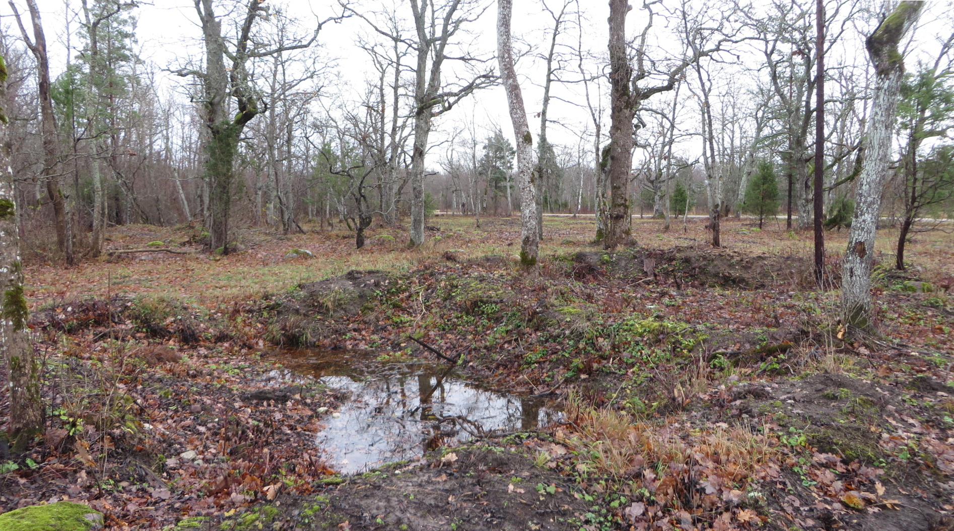 Nõukogude sõjaväe tegevusjäljed Loode tammikus. Tammikusse on kaevatud hulk tanki- ja kahuripesi.