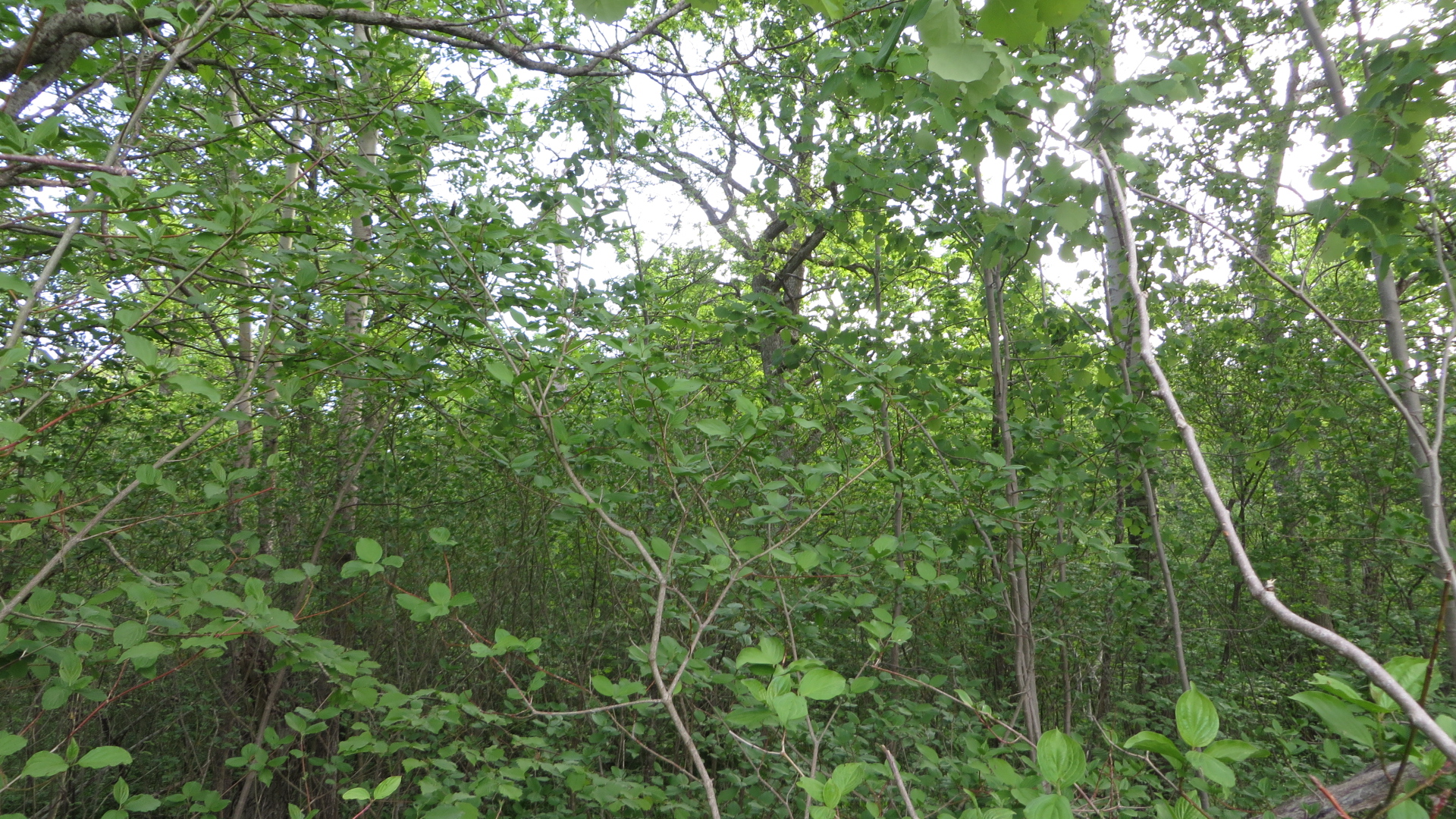 Loode tammiku pikalt hooldamata osa 2018. a suvel, enne taastamist. Kunagine puisrohumaa on kinni kasvanud peamiselt haava ja paakspuuga.