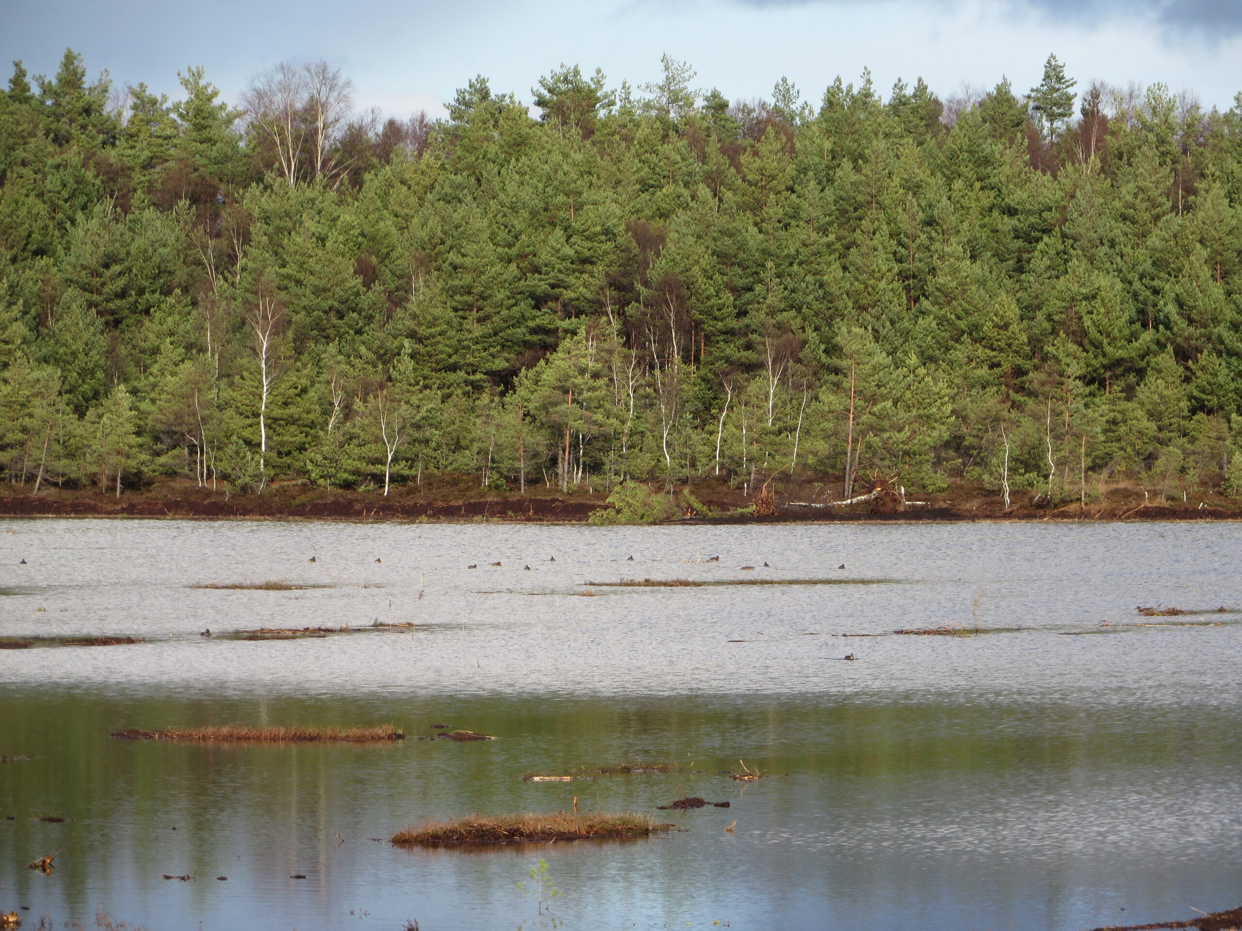 Uue veeala leidnud veelinnud oktoobris 2019