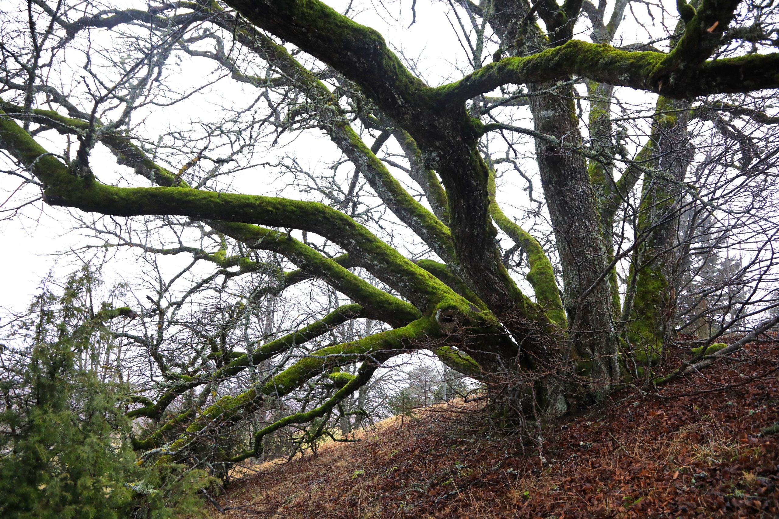 Kastna 11-haruline pärn