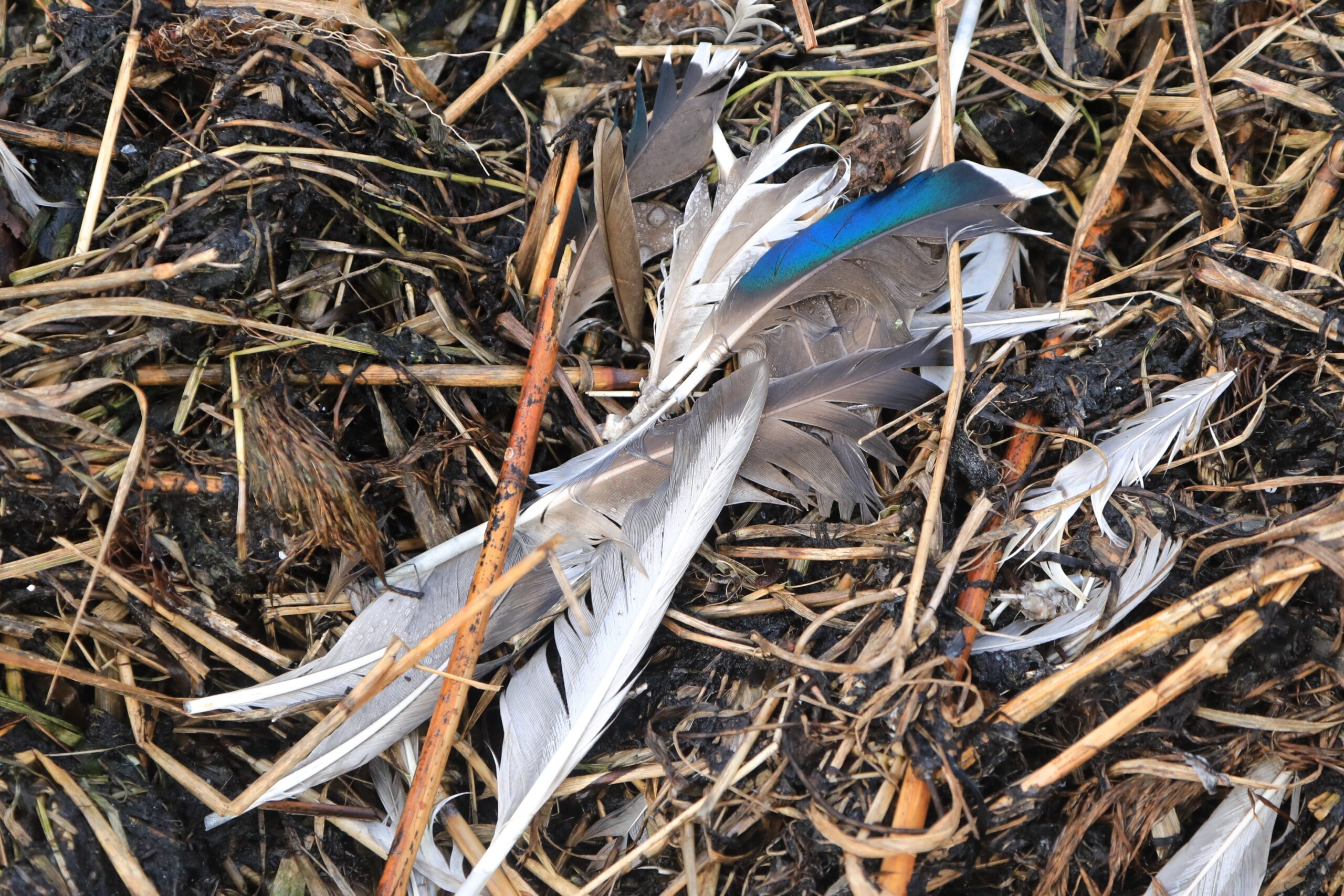 Sinikael-pardi suled pilliroos