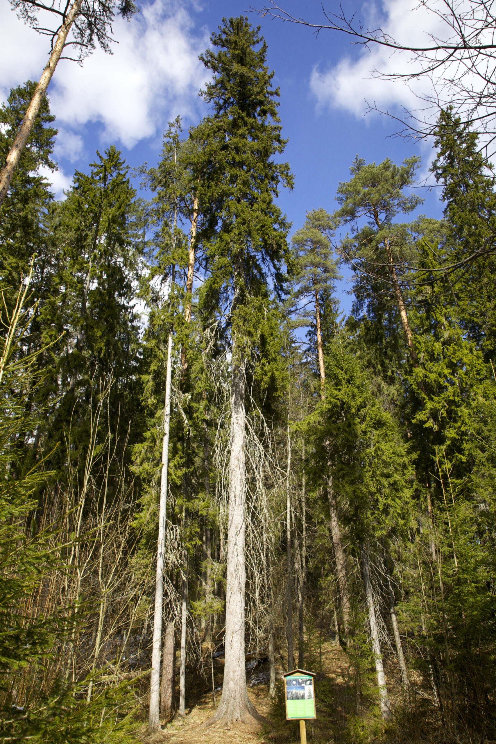 Eesti kõrgeim kuusk Ootsipalus