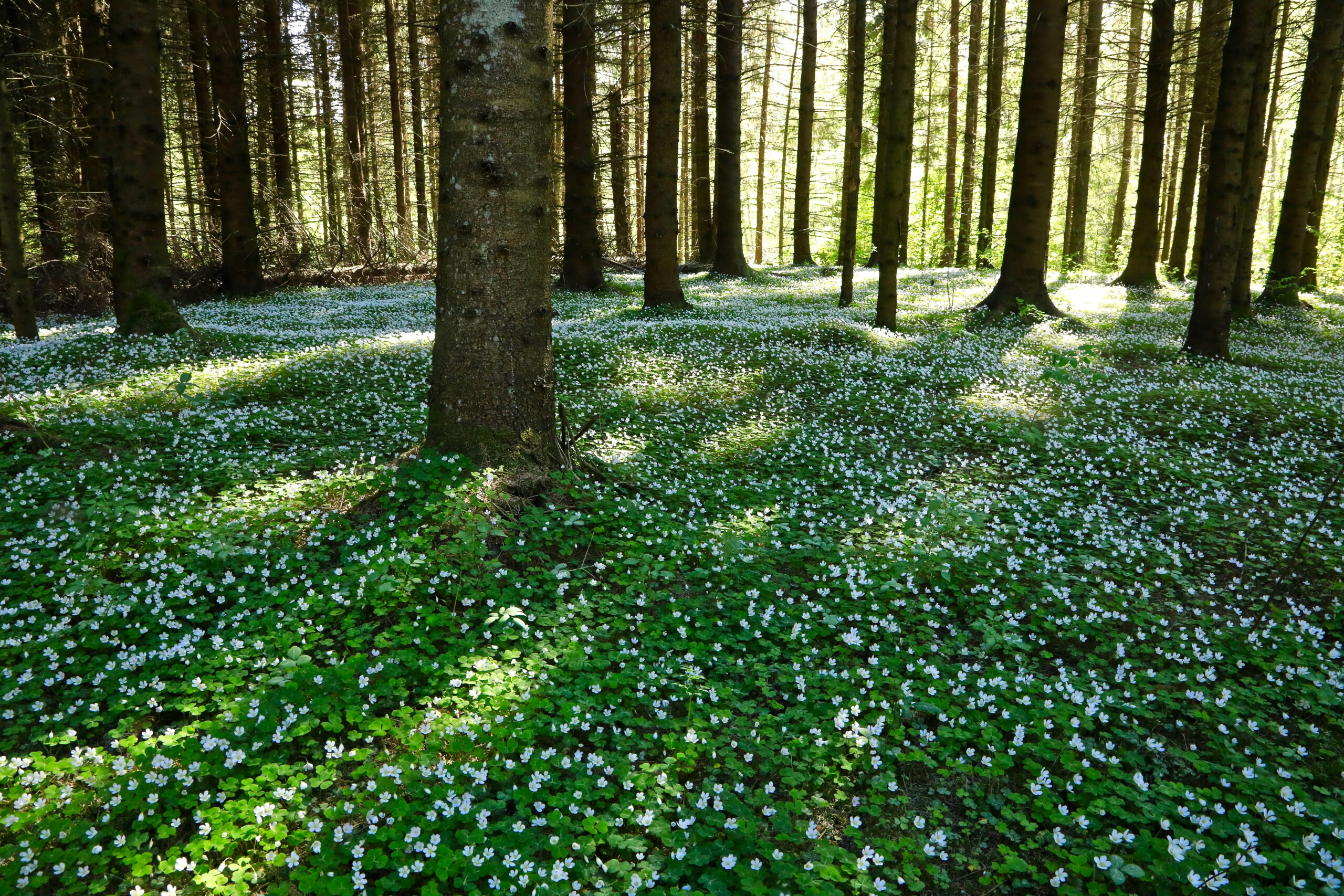 Jänesekapsas kasvamas kuuskede all