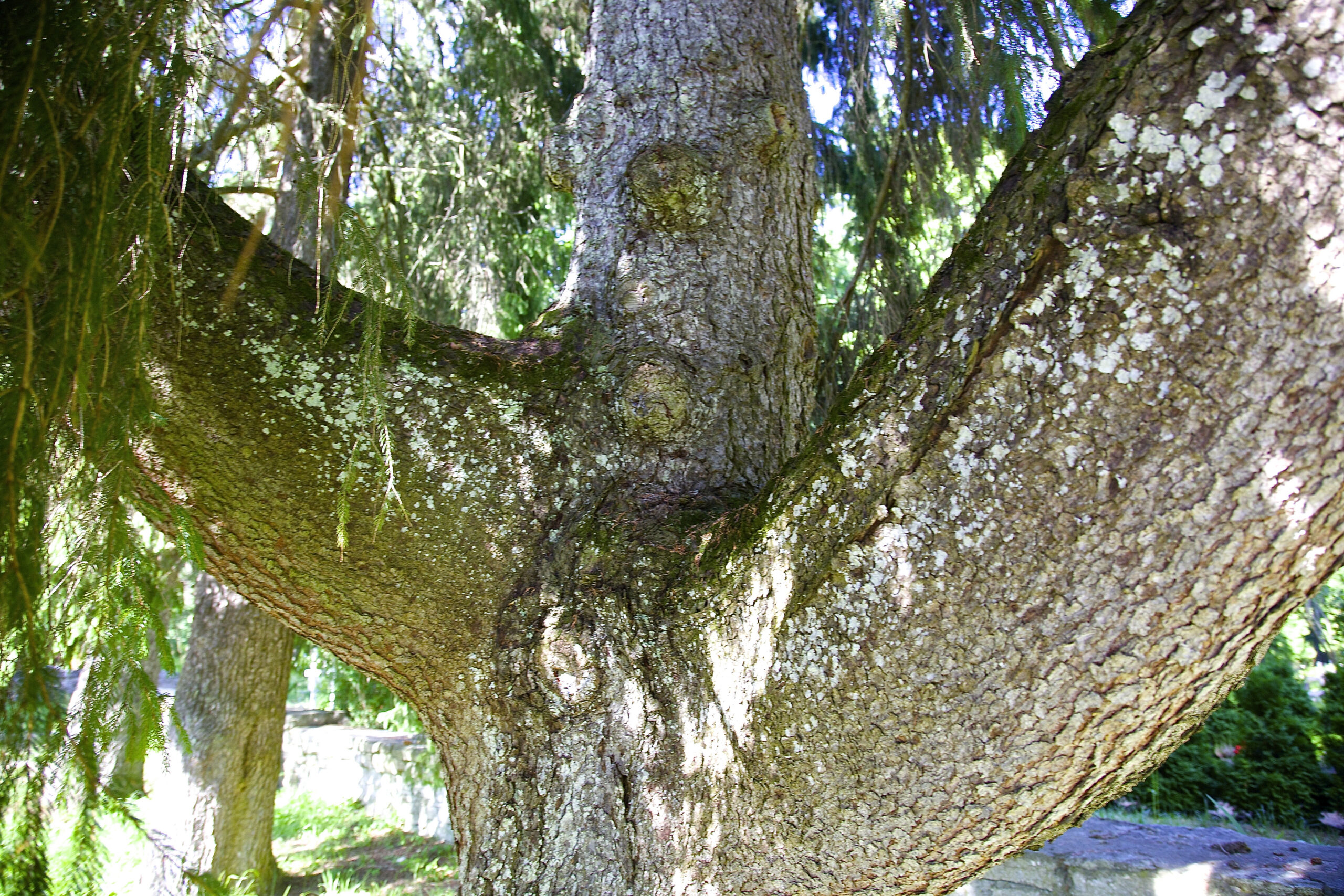 Lühterkuusk Kullamaal