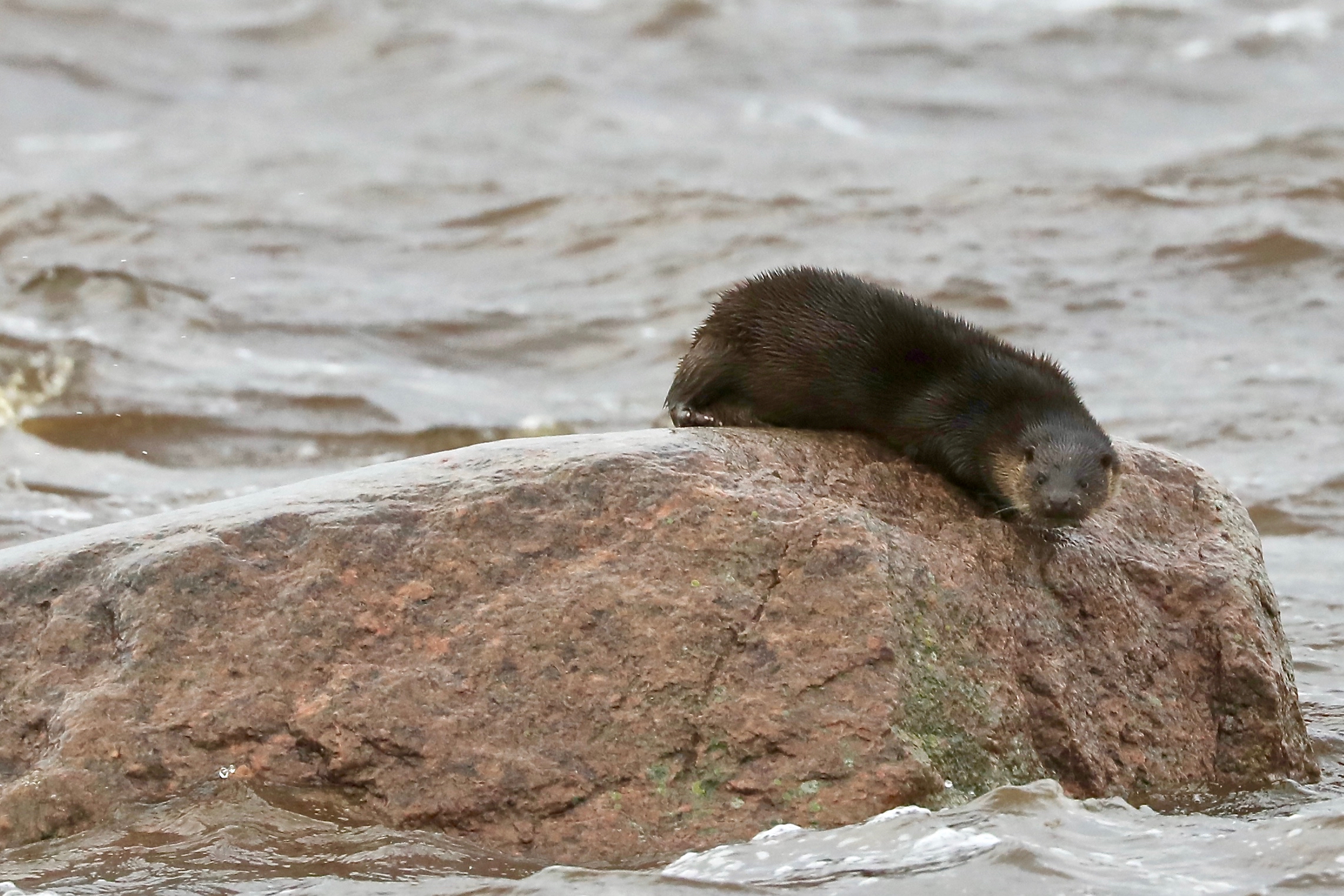 Saarmas kivilt vette minemas