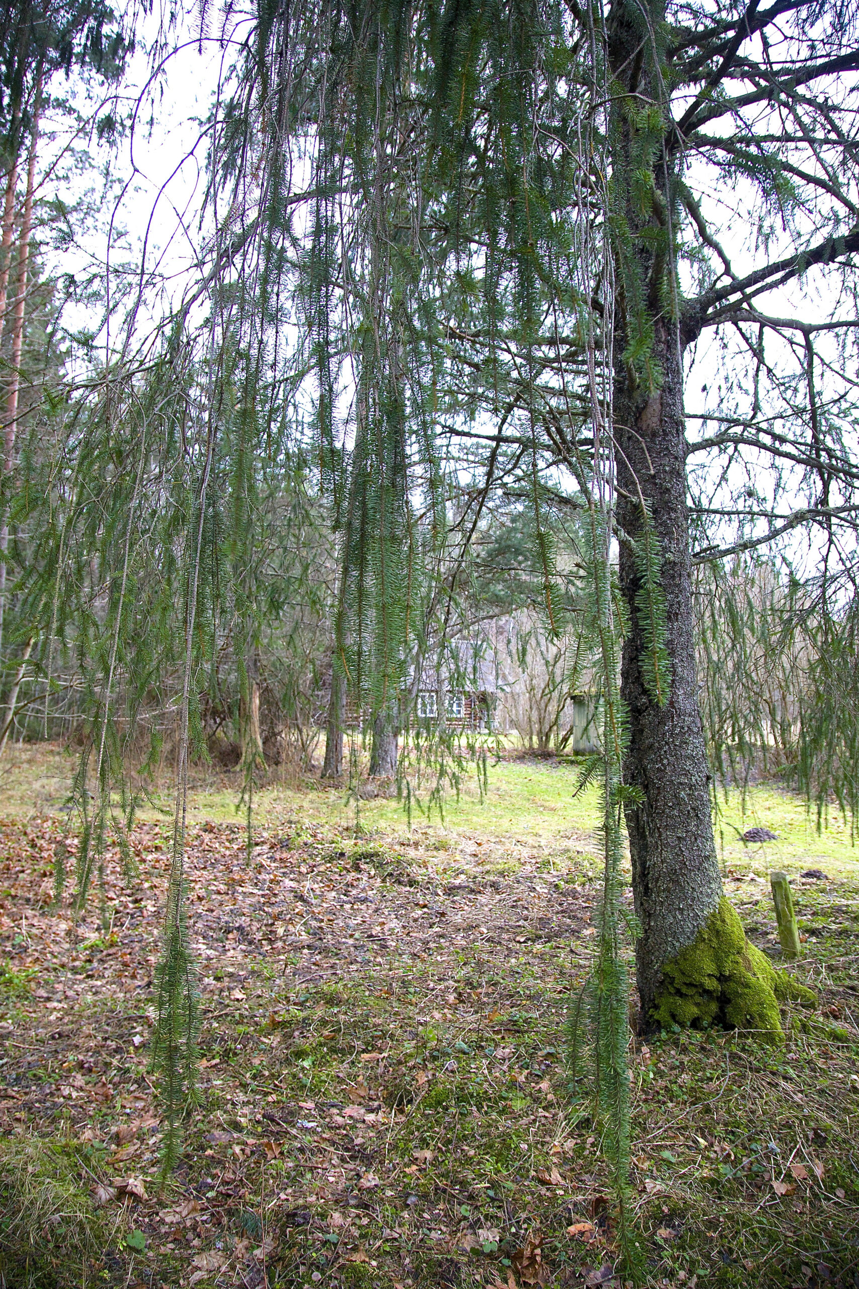 Pikkade langevate okstega ussikuusk Lobis